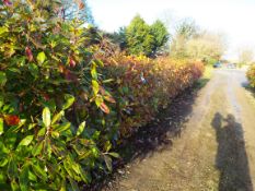 Approx. 12 Meter Hedging Comprising 20 Individual Variegated Hedging Plants (Buyer to dig up to