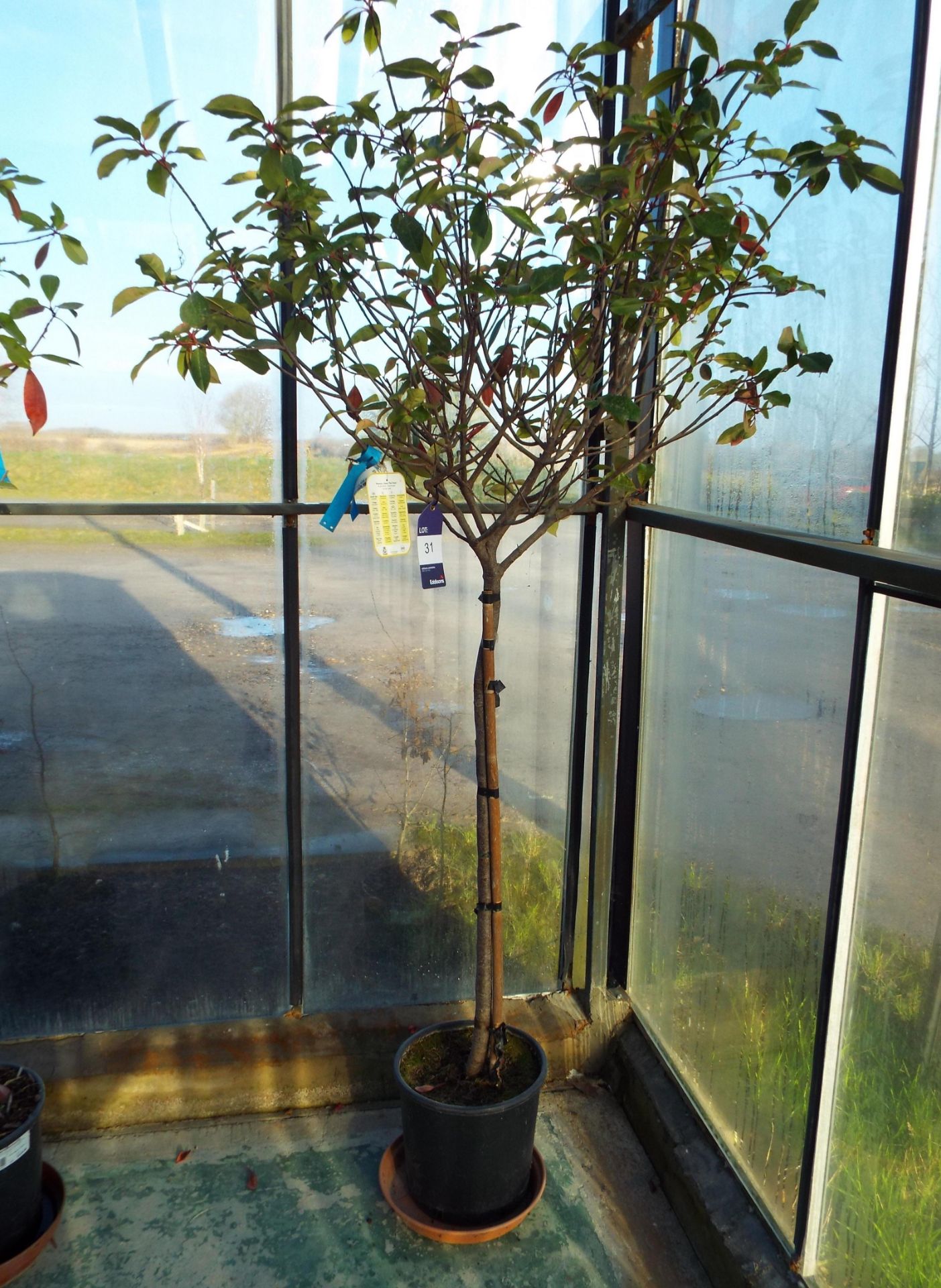 Potted Photinia Serrulata Red Robin Flowering Tree