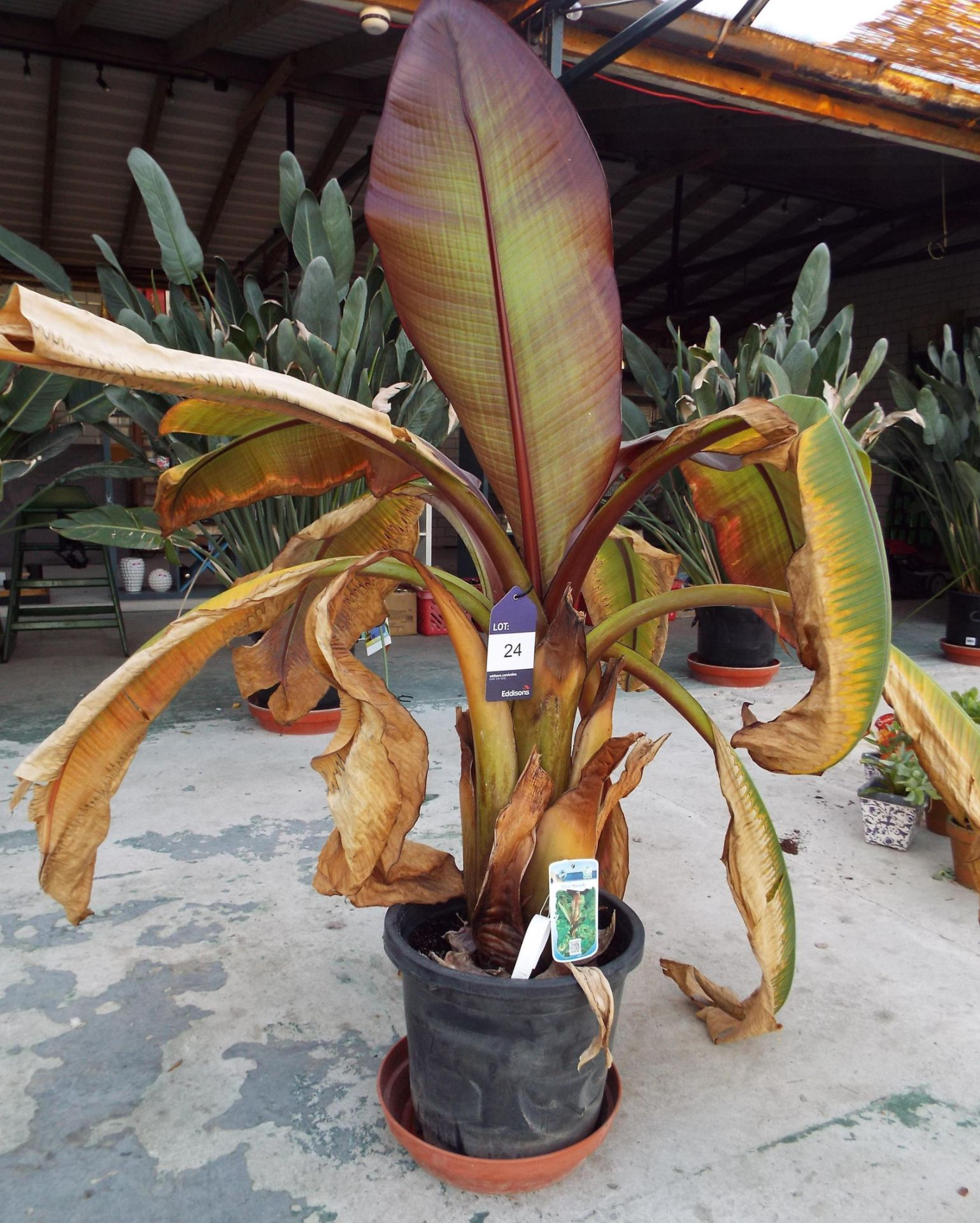 Potted Musa Maurelli Plant