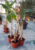 Four Musa Basjoo Potted Plants rrp. £49.95 each