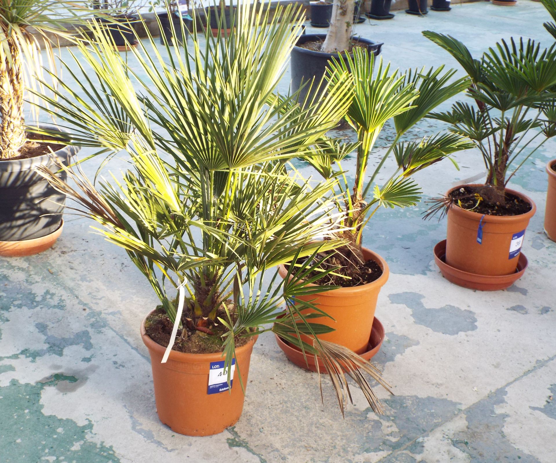 Two Trachycarpus Wagnerhanus Plants - Image 2 of 2