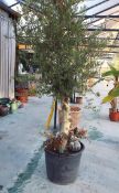 Large Potted Olive Tree rrp. £195