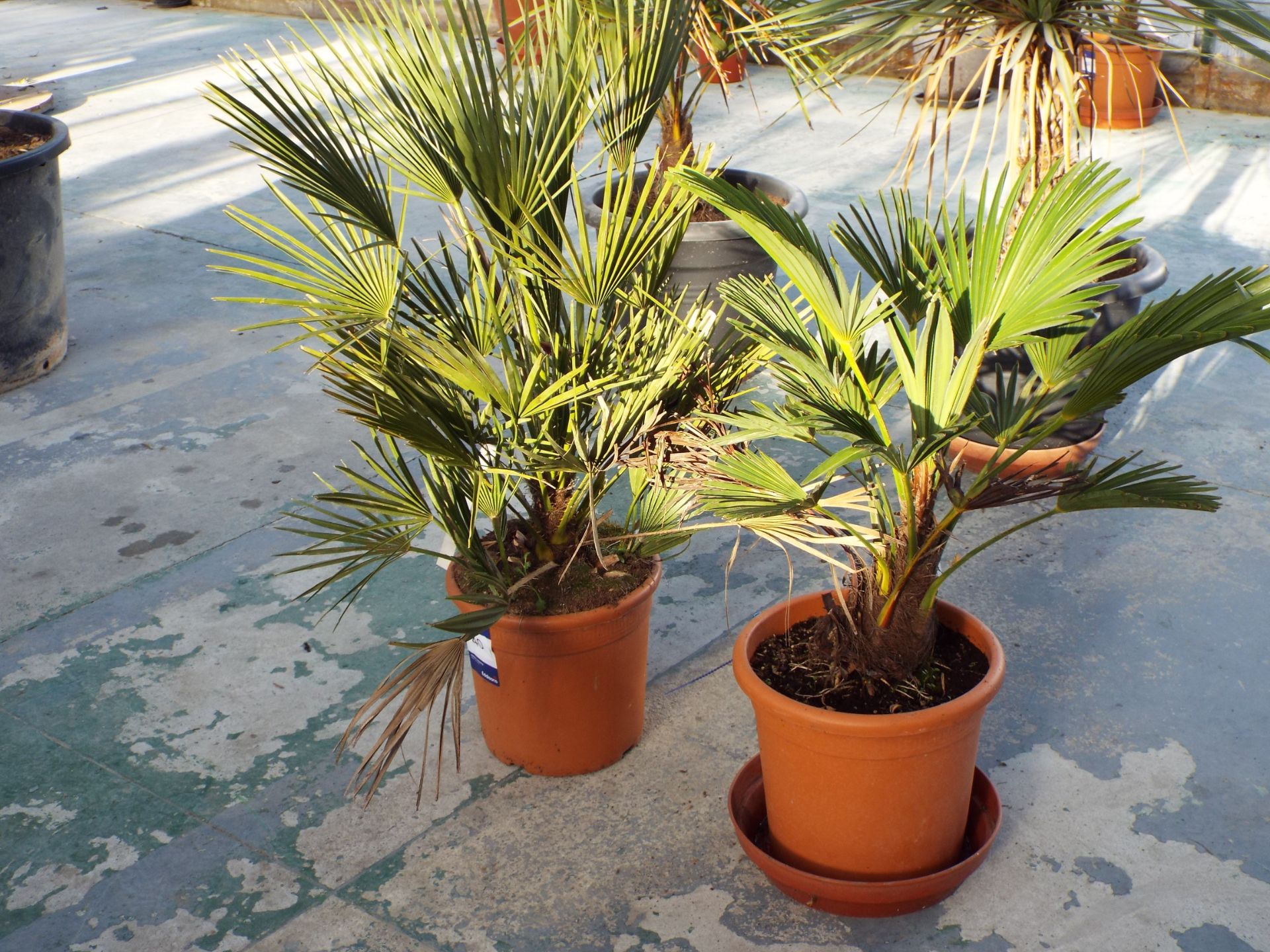 Two Trachycarpus Wagnerhanus Plants