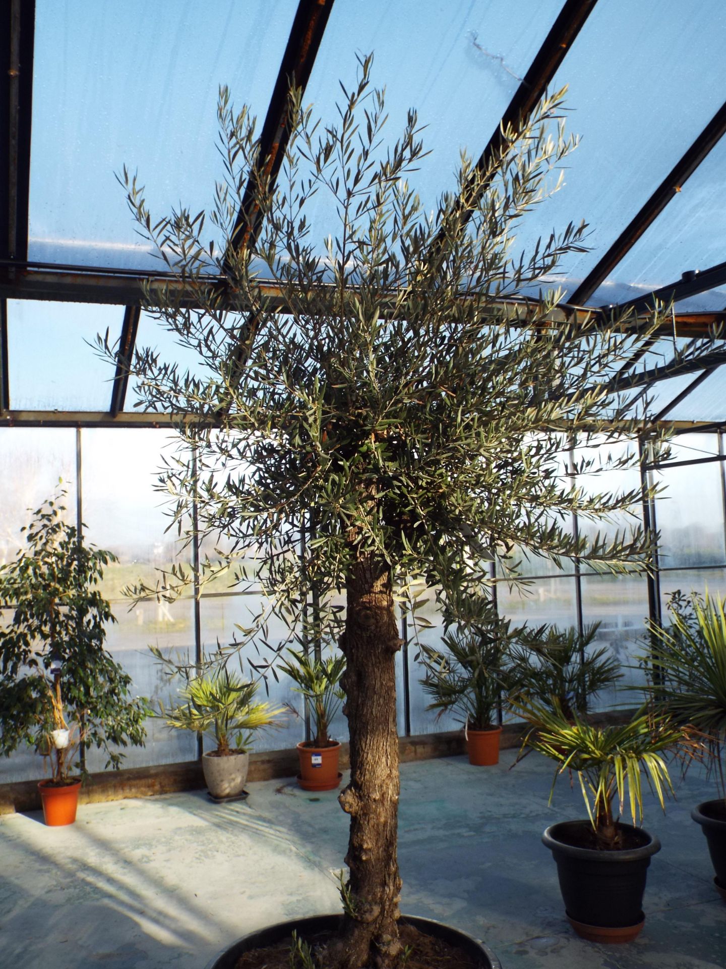 Very Large Potted Olive Tree rrp. £395 - Image 2 of 2