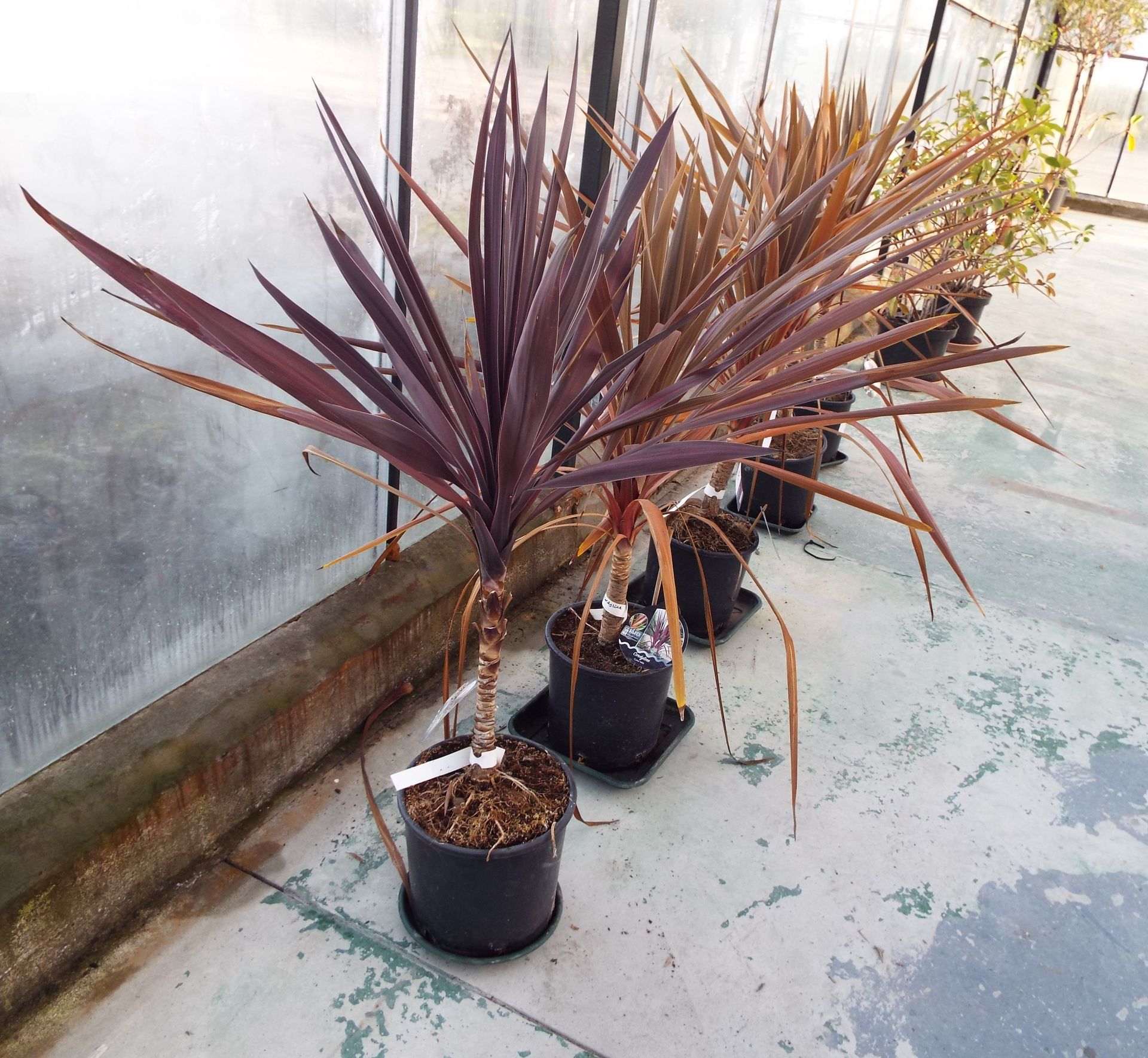 Five Cordyline Palm Potted Plant - Image 2 of 2