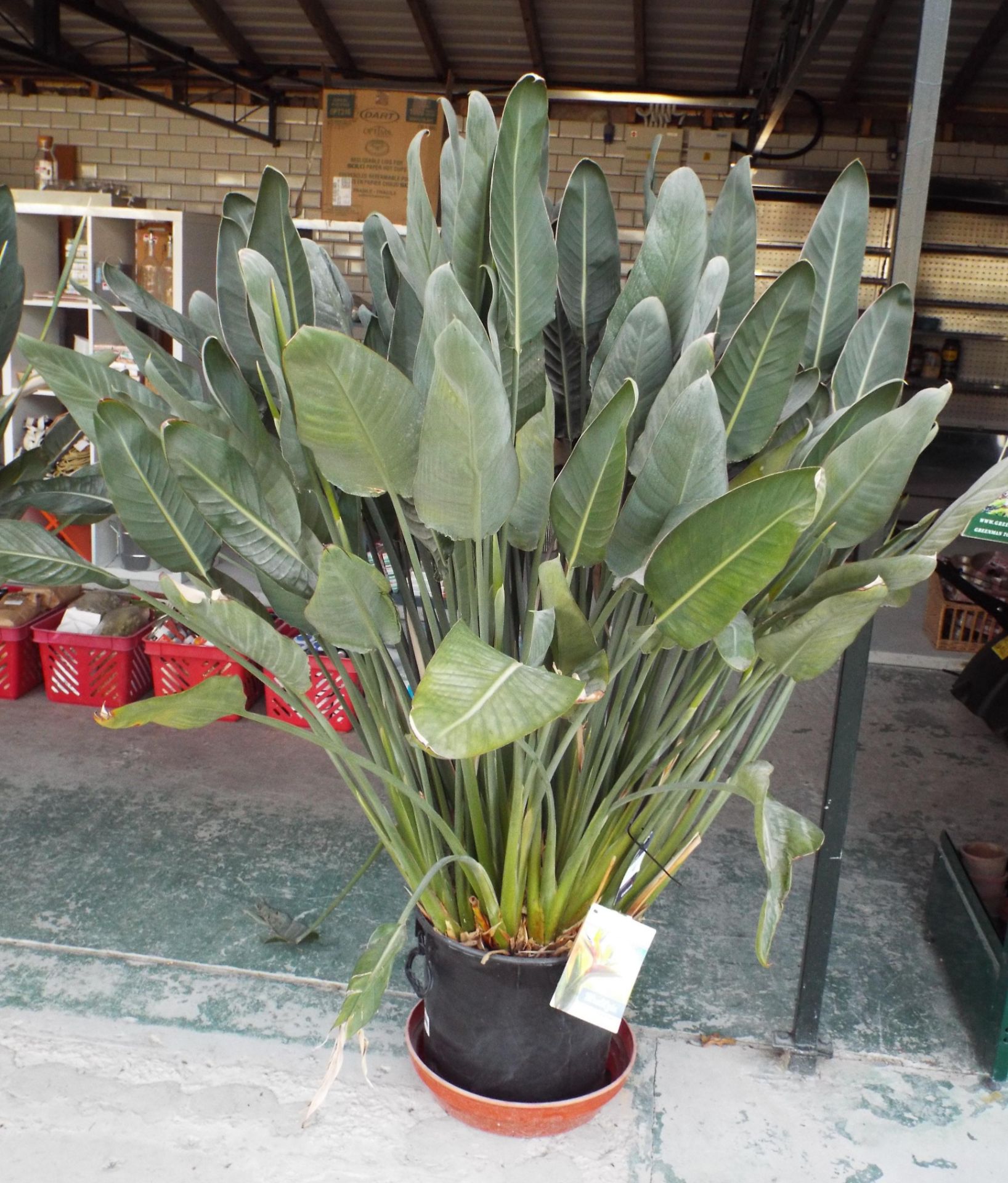 Large Bird of Paradise flower potted plant rrp. £225.00