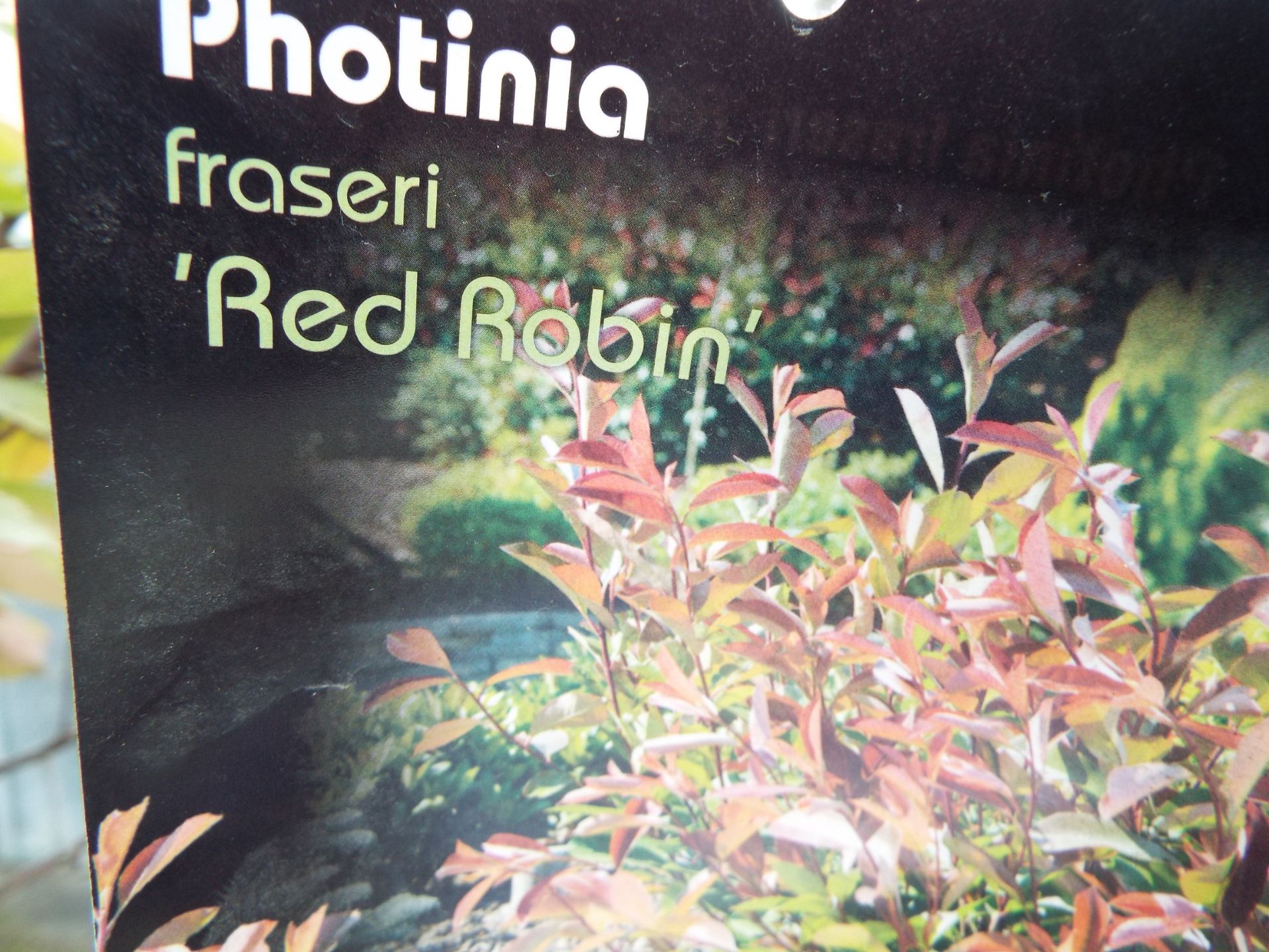 Two Small Photinia Fraseri Red Robin Shrubs - Image 3 of 3