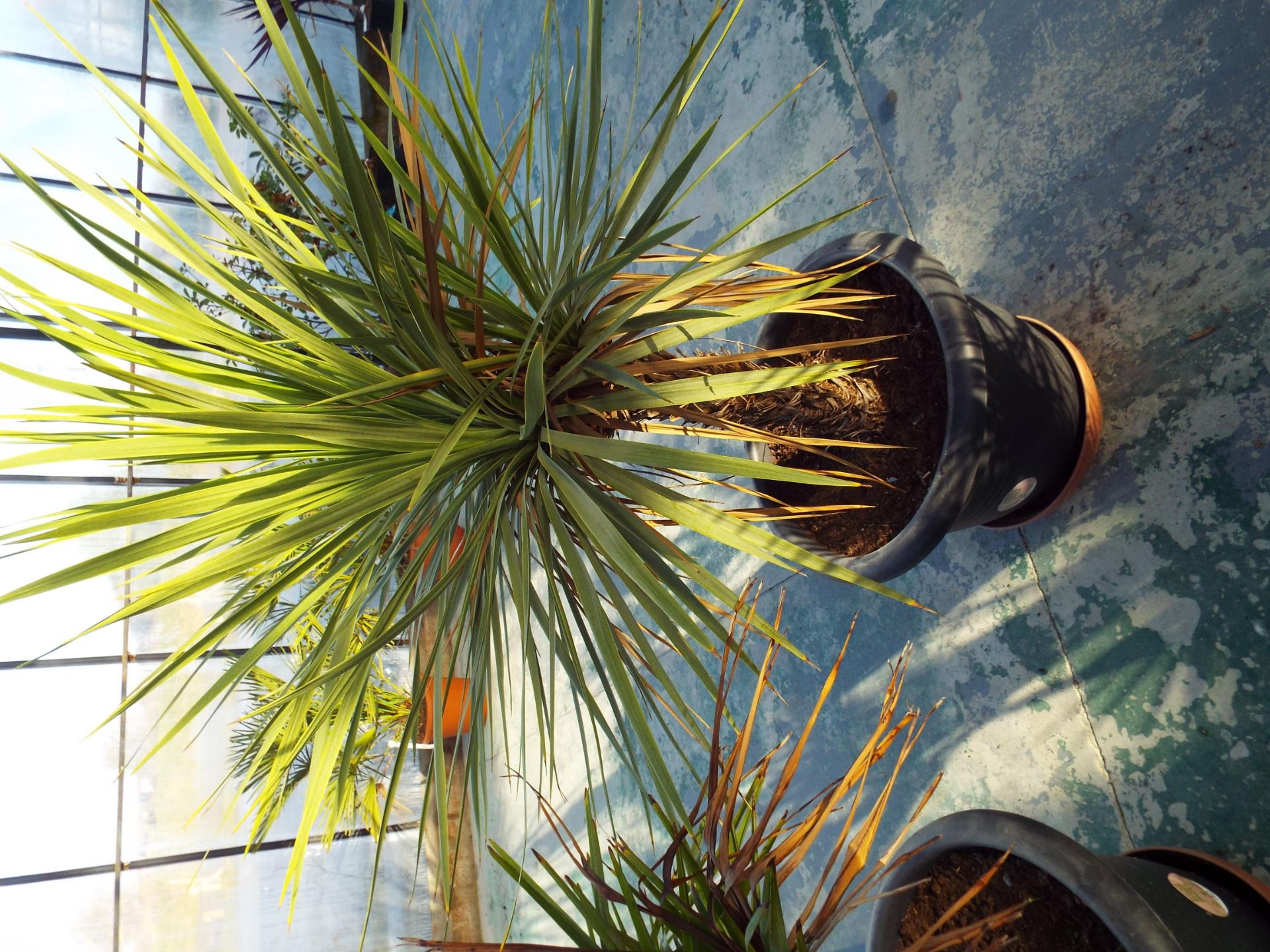 Two Large “Palm Like” Plants in Black Plastic Pots - Image 2 of 3