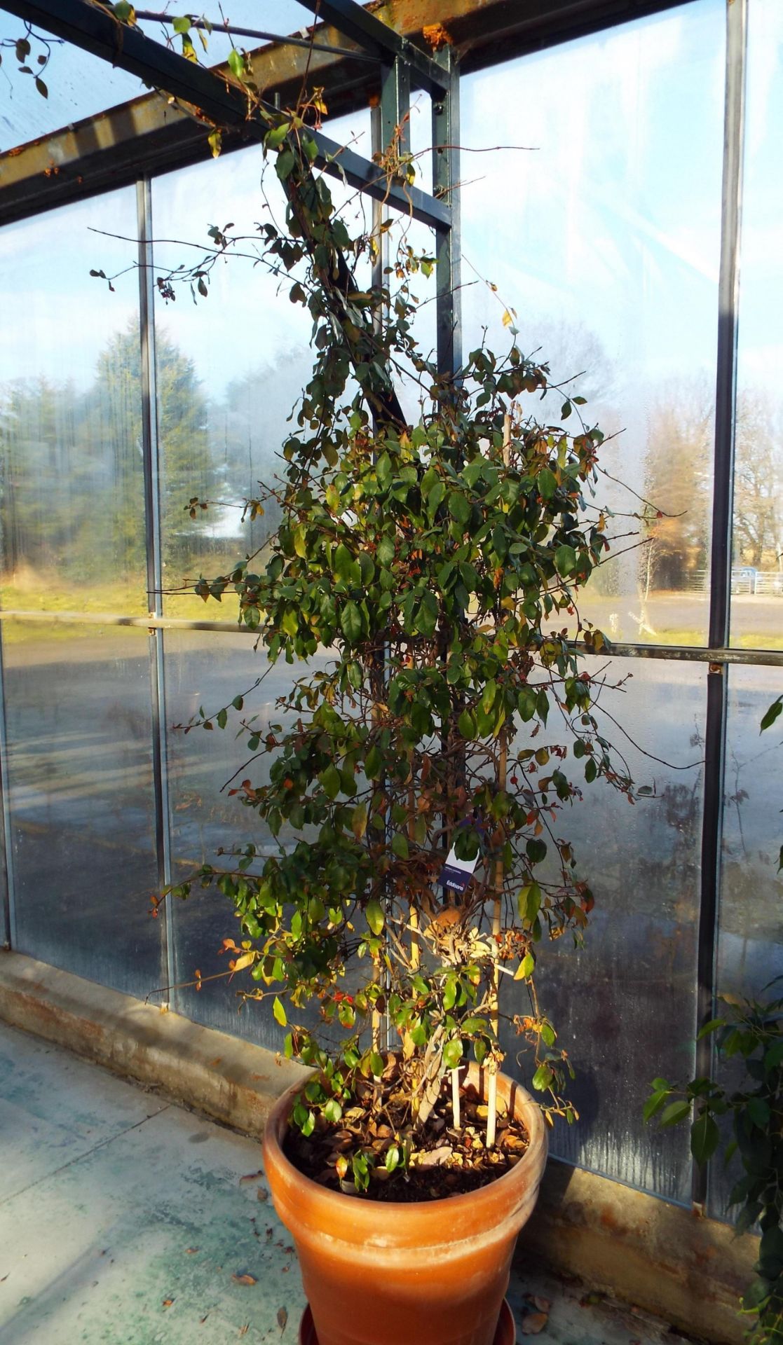 Large Climbing Plant to Plastic Plant Pot - Image 2 of 2