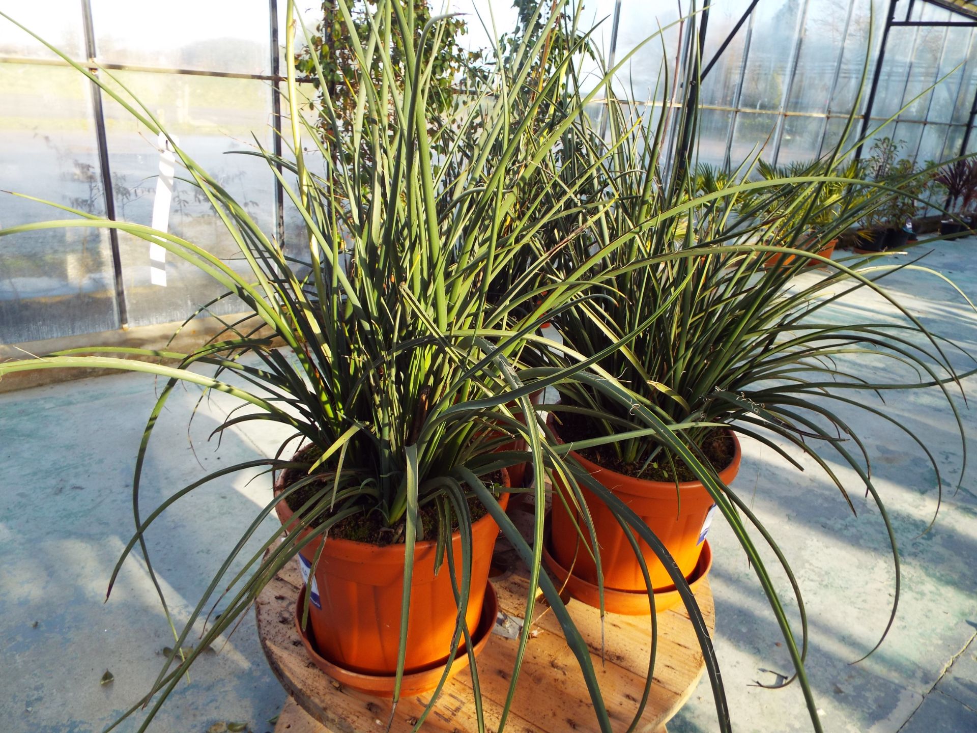 Two Hesperaloe Parvifiora Plant