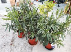 5 Various Potted Plants