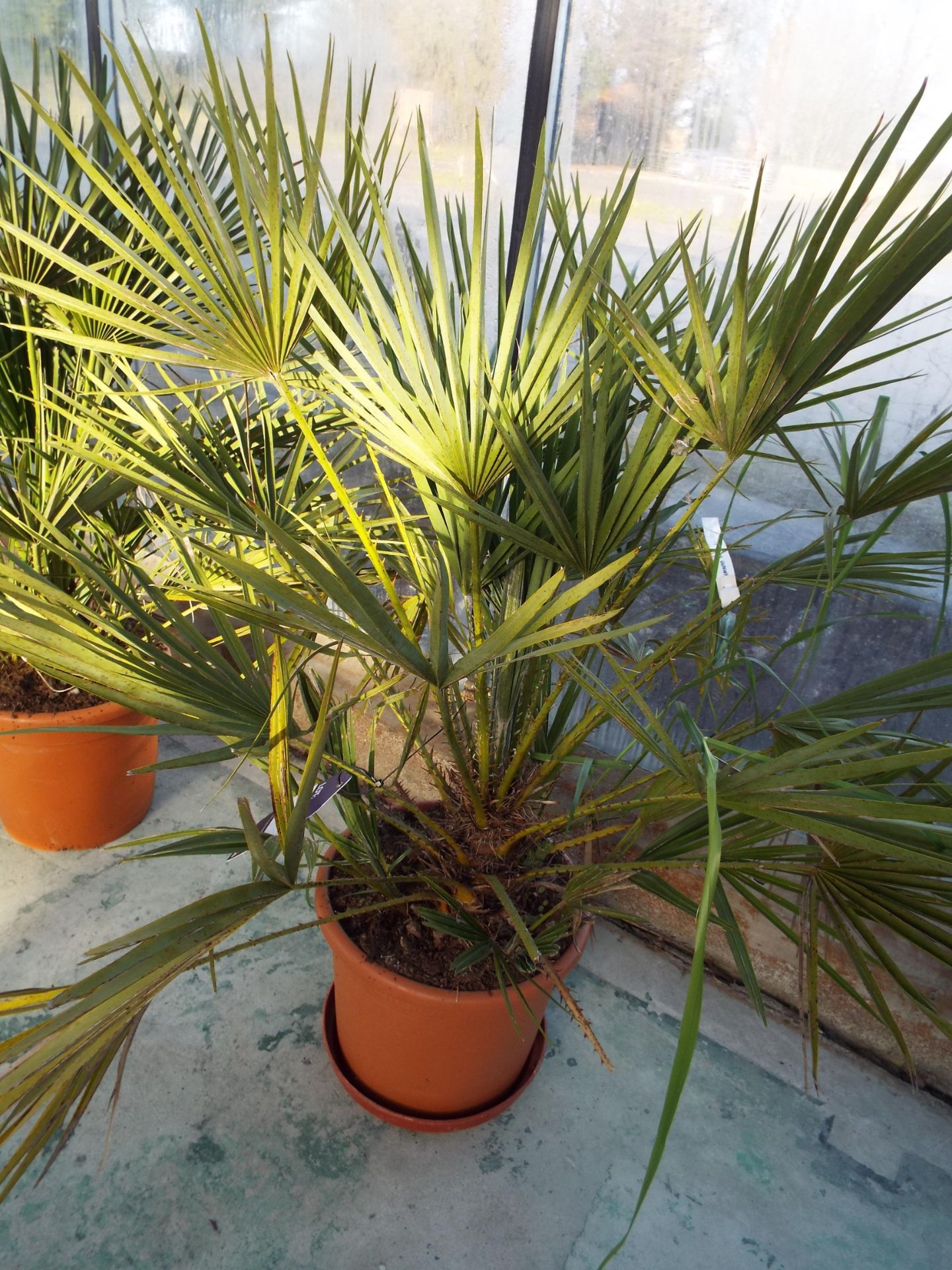 Two Chamefops Humilis Plants in Plastic Pots rrp. £65 each - Image 2 of 3