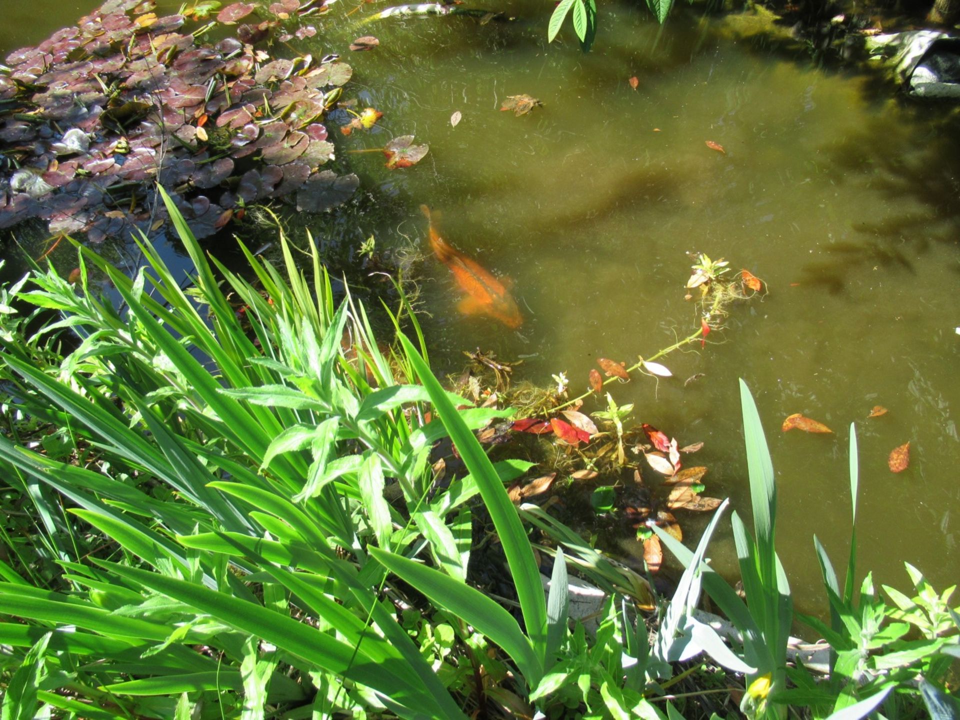 All Koi Carp of Varying Length and Colours to ornamental pond, Approx. 6 Fish, 12 Inch to 24 Inch in - Image 20 of 36