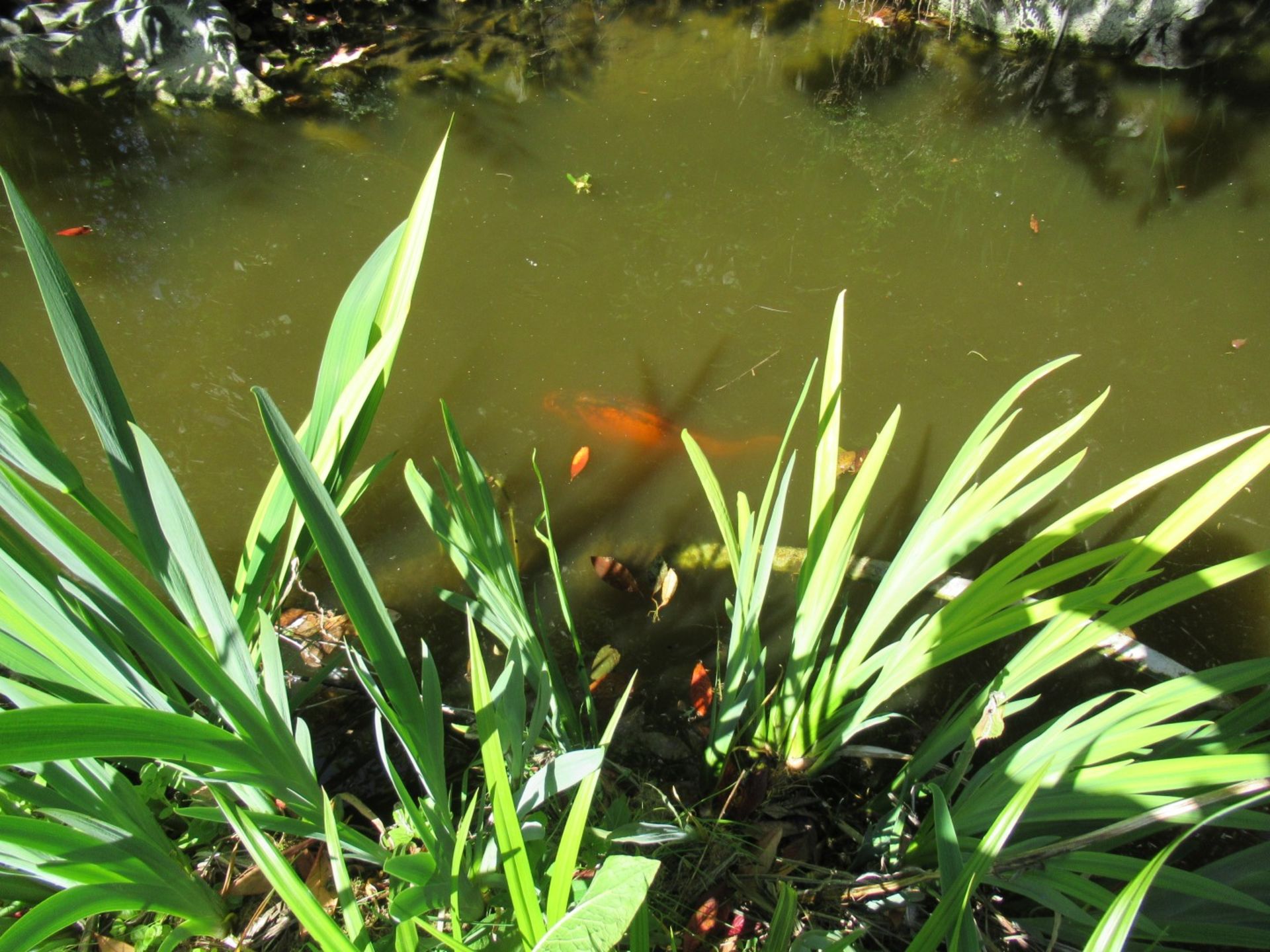 All Koi Carp of Varying Length and Colours to ornamental pond, Approx. 6 Fish, 12 Inch to 24 Inch in - Image 9 of 36