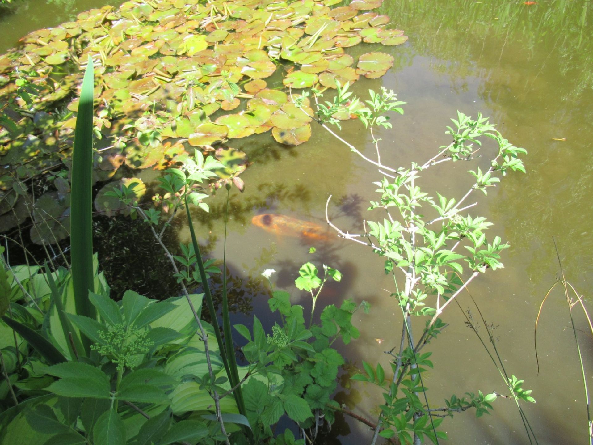 All Koi Carp of Varying Length and Colours to ornamental pond, Approx. 6 Fish, 12 Inch to 24 Inch in - Image 12 of 36