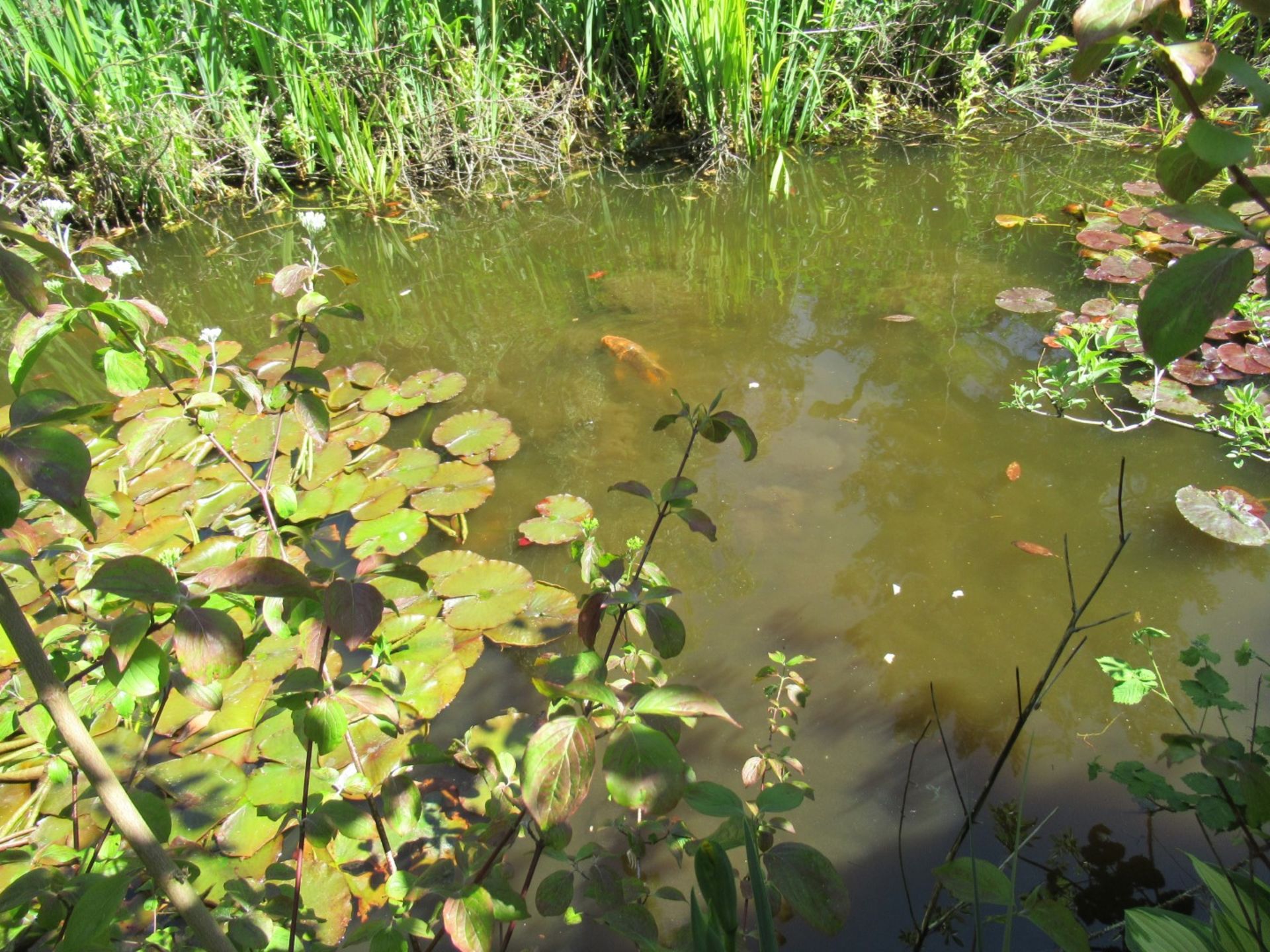 All Koi Carp of Varying Length and Colours to ornamental pond, Approx. 6 Fish, 12 Inch to 24 Inch in - Image 18 of 36