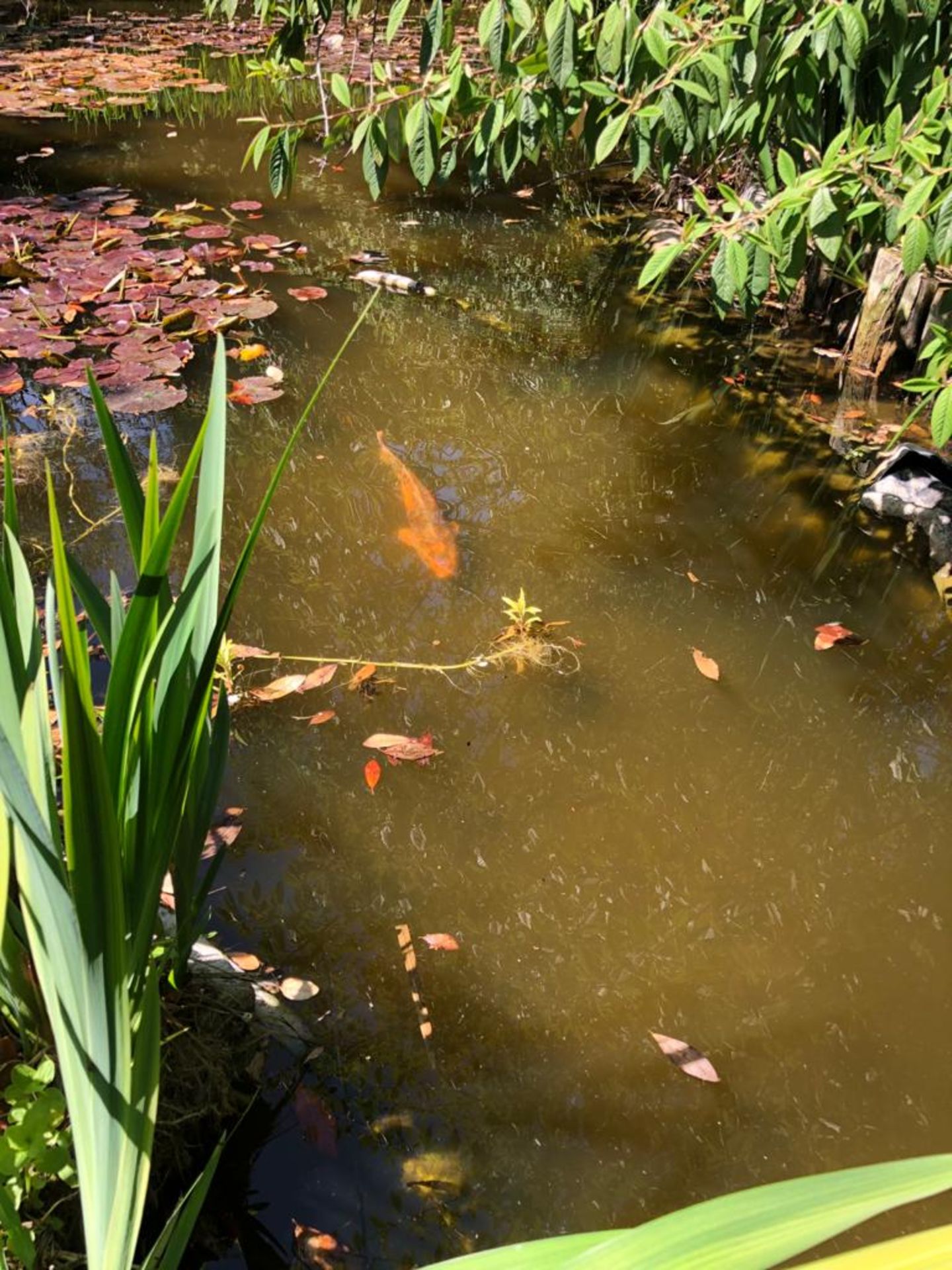 All Koi Carp of Varying Length and Colours to ornamental pond, Approx. 6 Fish, 12 Inch to 24 Inch in - Image 31 of 36