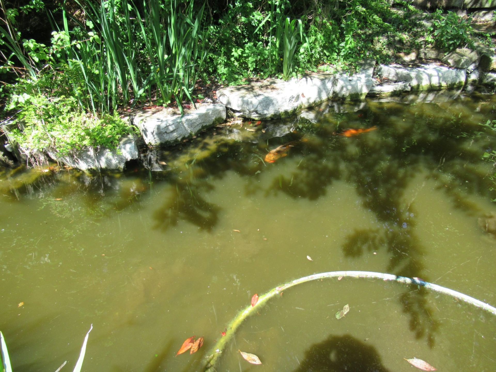 All Koi Carp of Varying Length and Colours to ornamental pond, Approx. 6 Fish, 12 Inch to 24 Inch in - Image 7 of 36