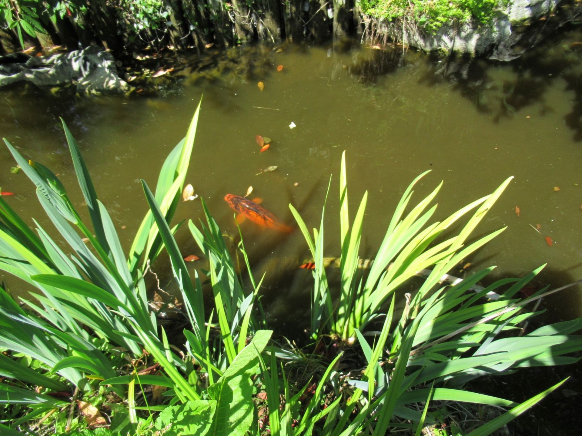 All Koi Carp of Varying Length and Colours to ornamental pond, Approx. 6 Fish, 12 Inch to 24 Inch in - Image 26 of 36