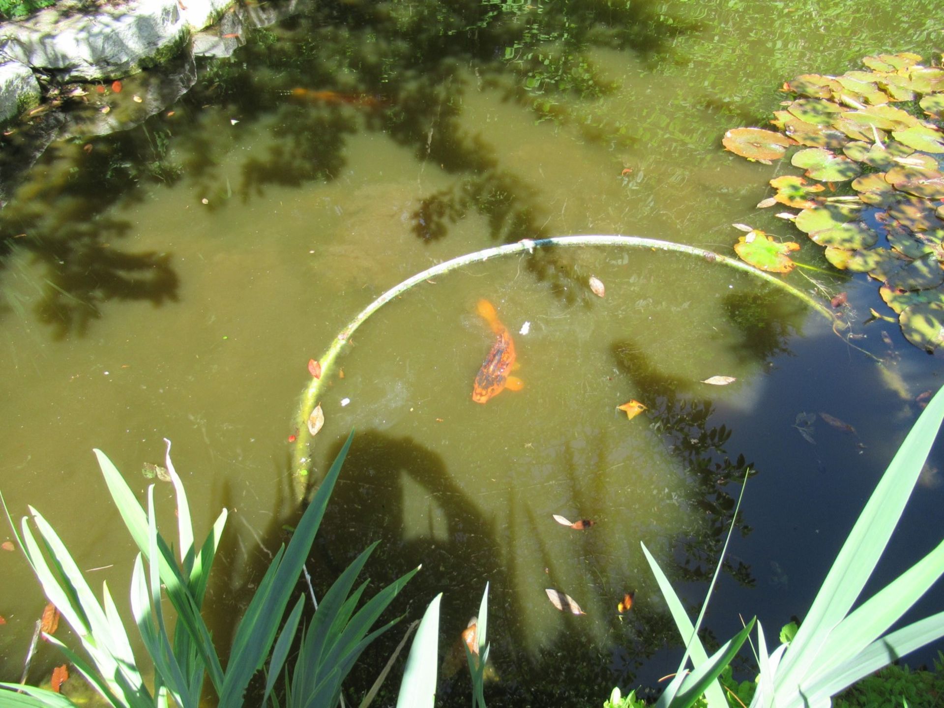 All Koi Carp of Varying Length and Colours to ornamental pond, Approx. 6 Fish, 12 Inch to 24 Inch in - Image 25 of 36