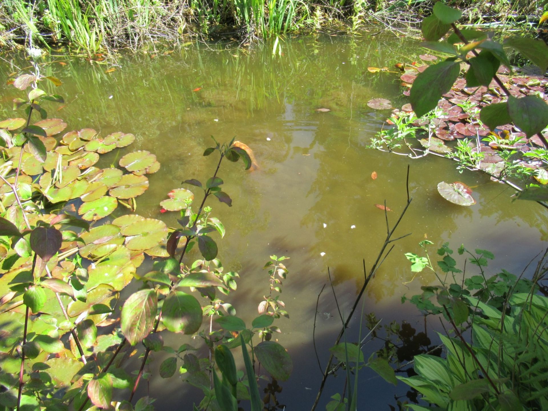 All Koi Carp of Varying Length and Colours to ornamental pond, Approx. 6 Fish, 12 Inch to 24 Inch in - Image 17 of 36