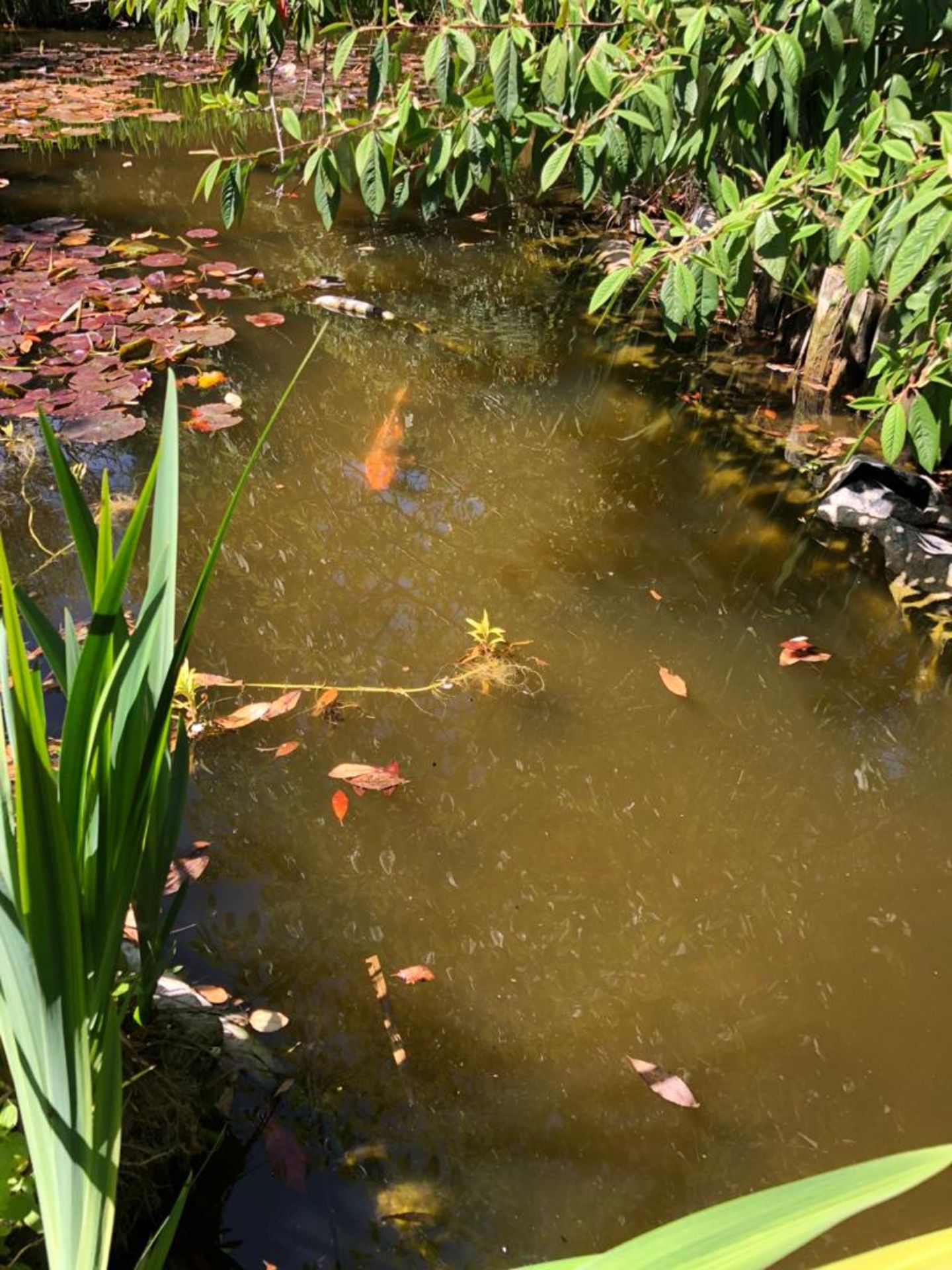 All Koi Carp of Varying Length and Colours to ornamental pond, Approx. 6 Fish, 12 Inch to 24 Inch in - Image 28 of 36