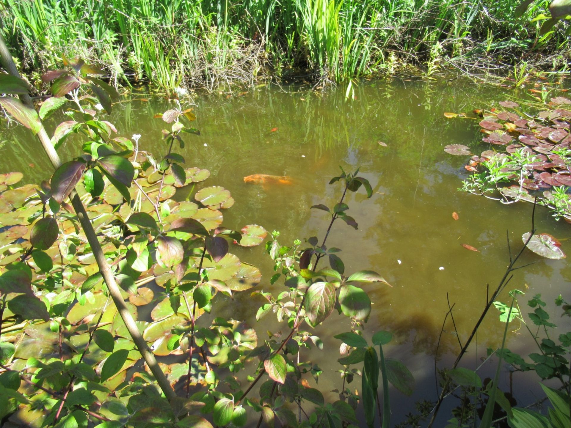 All Koi Carp of Varying Length and Colours to ornamental pond, Approx. 6 Fish, 12 Inch to 24 Inch in - Image 15 of 36