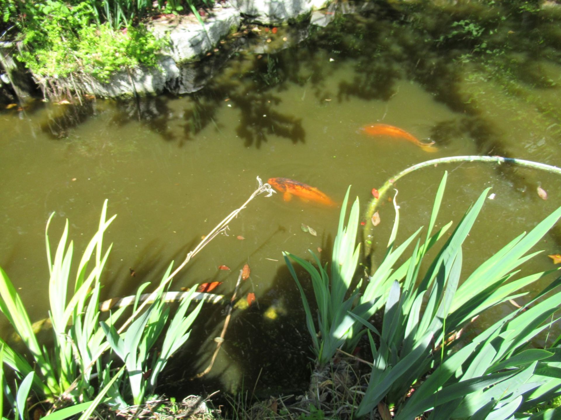 All Koi Carp of Varying Length and Colours to ornamental pond, Approx. 6 Fish, 12 Inch to 24 Inch in - Image 24 of 36