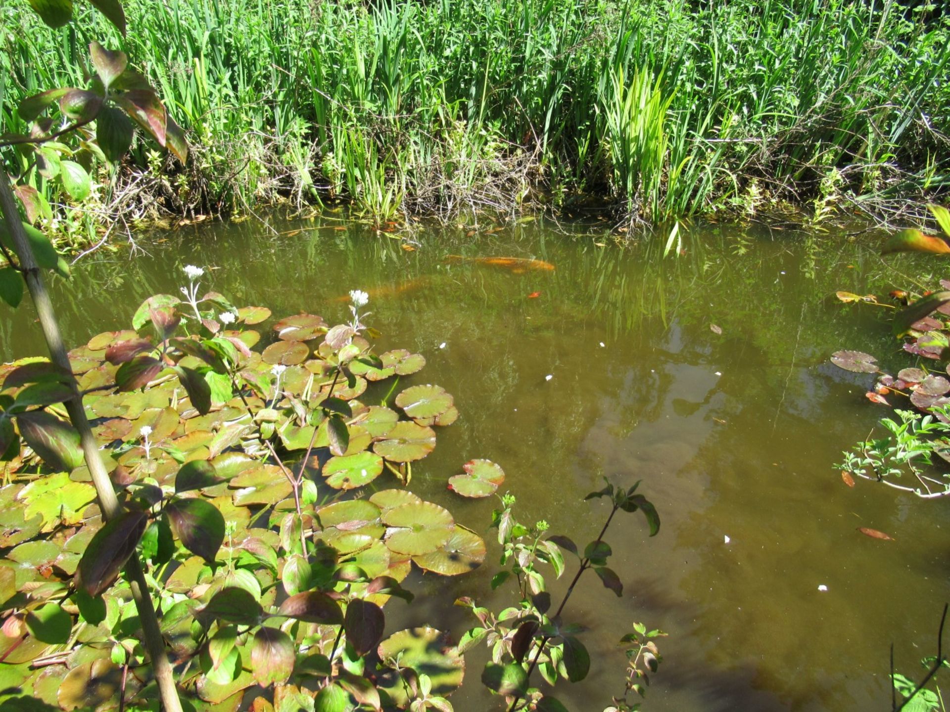 All Koi Carp of Varying Length and Colours to ornamental pond, Approx. 6 Fish, 12 Inch to 24 Inch in - Image 14 of 36