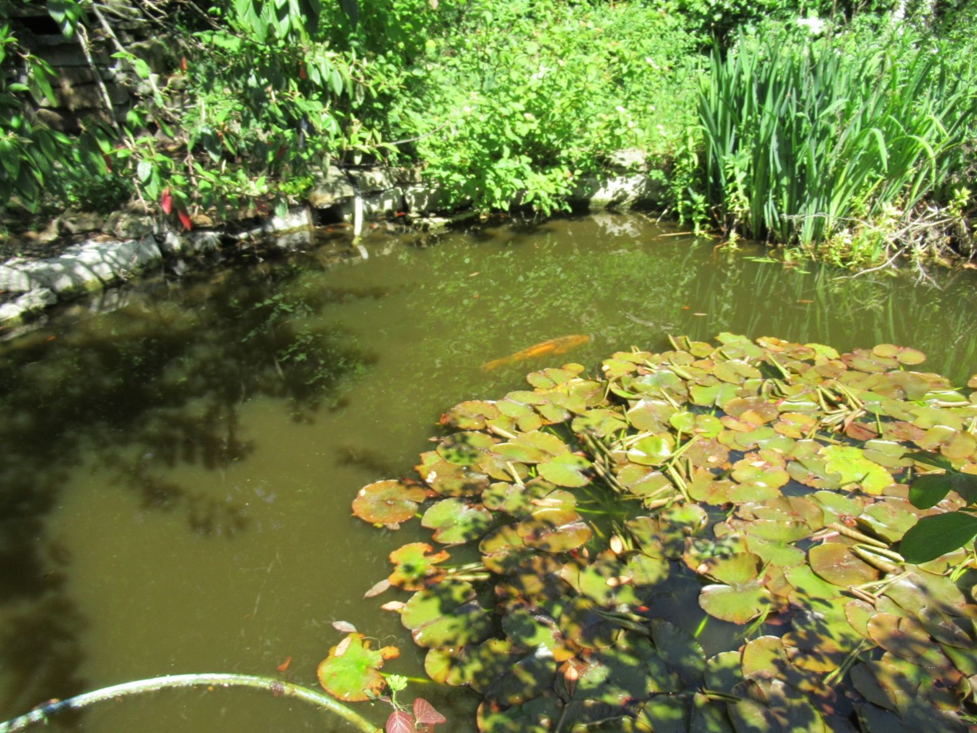 All Koi Carp of Varying Length and Colours to ornamental pond, Approx. 6 Fish, 12 Inch to 24 Inch in - Image 10 of 36