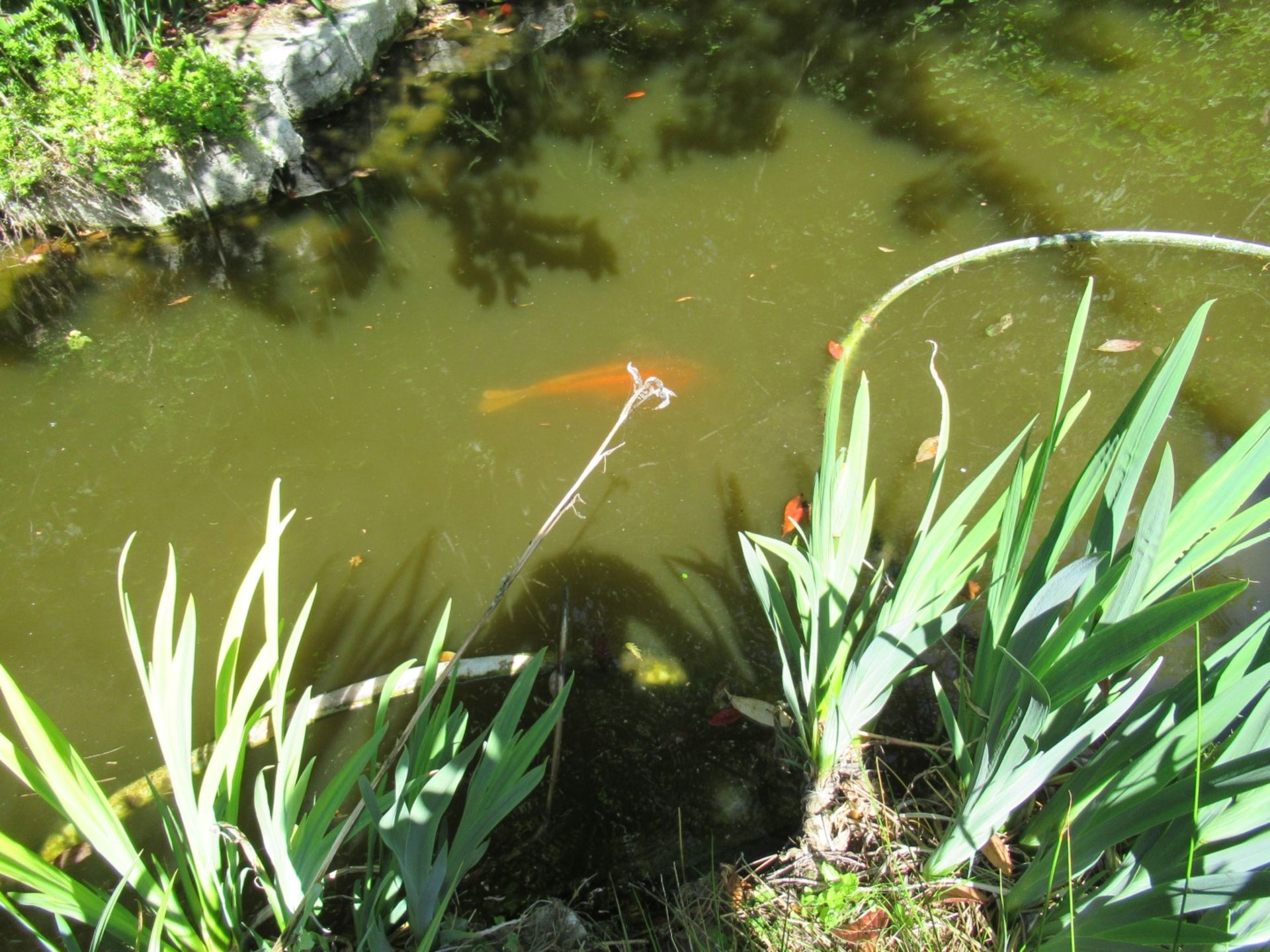 All Koi Carp of Varying Length and Colours to ornamental pond, Approx. 6 Fish, 12 Inch to 24 Inch in - Image 3 of 36