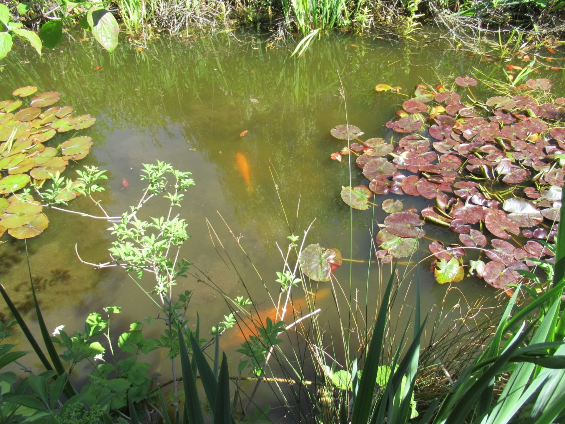 All Koi Carp of Varying Length and Colours to ornamental pond, Approx. 6 Fish, 12 Inch to 24 Inch in