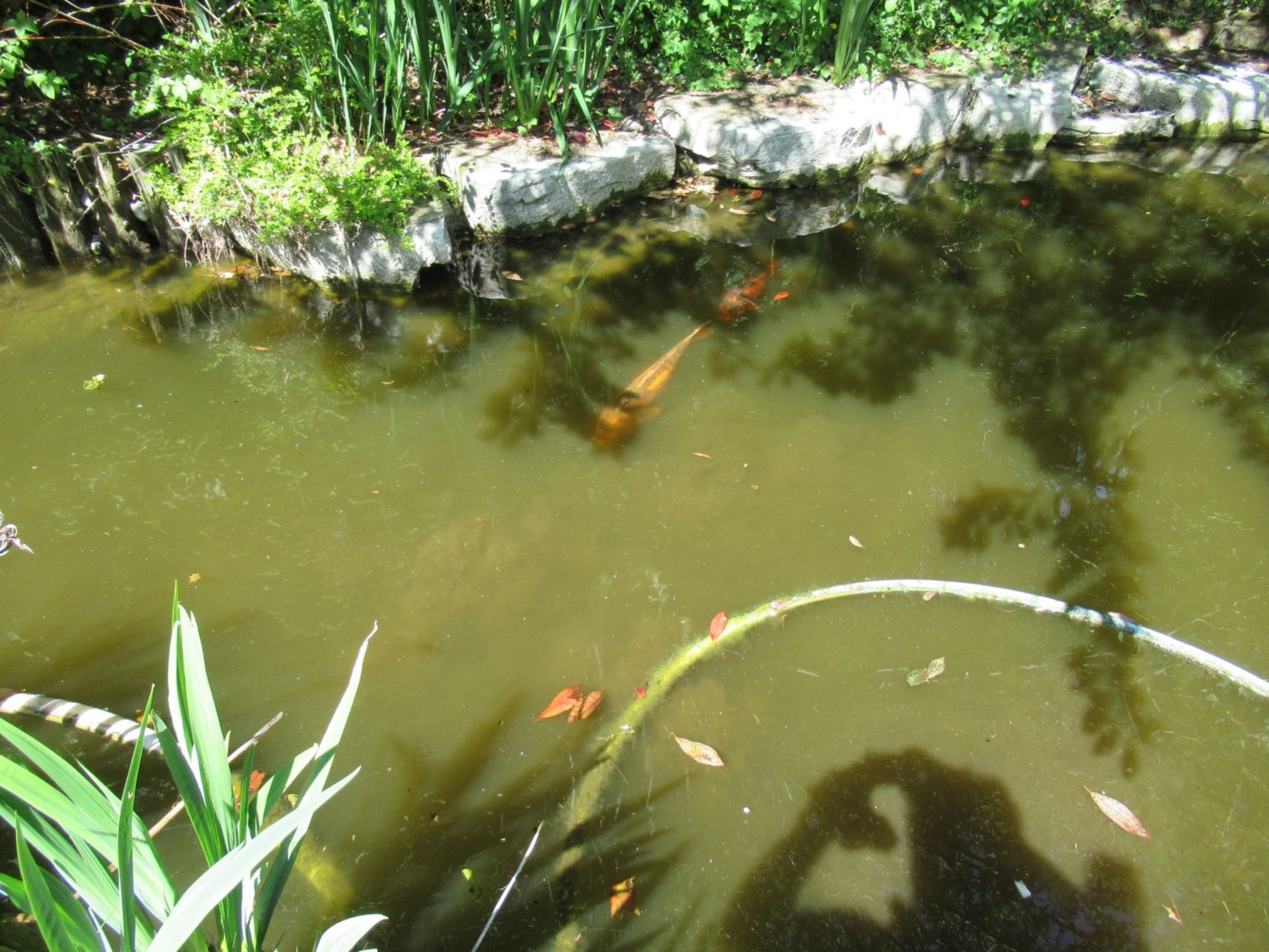 All Koi Carp of Varying Length and Colours to ornamental pond, Approx. 6 Fish, 12 Inch to 24 Inch in - Image 8 of 36