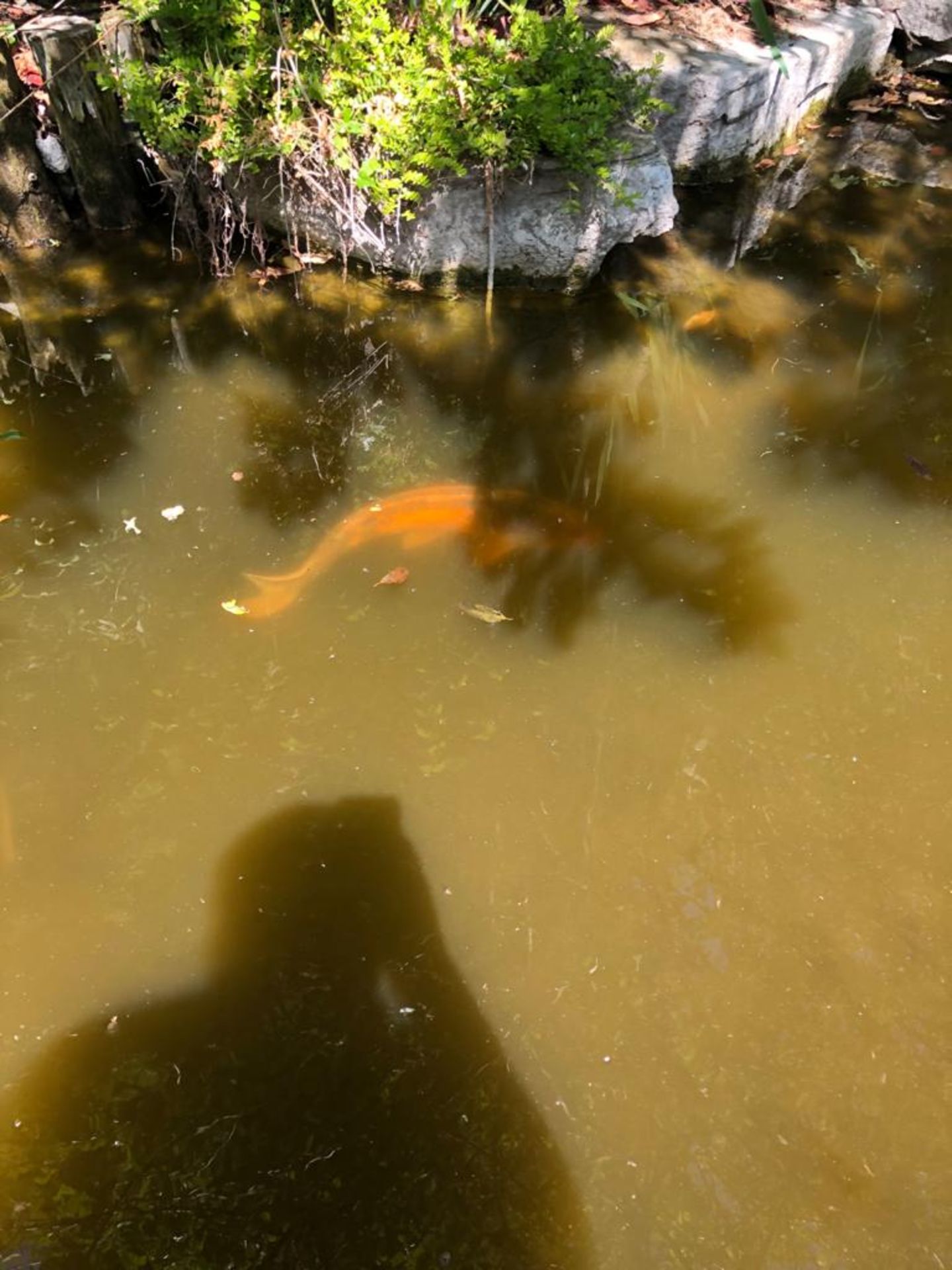 All Koi Carp of Varying Length and Colours to ornamental pond, Approx. 6 Fish, 12 Inch to 24 Inch in - Image 36 of 36