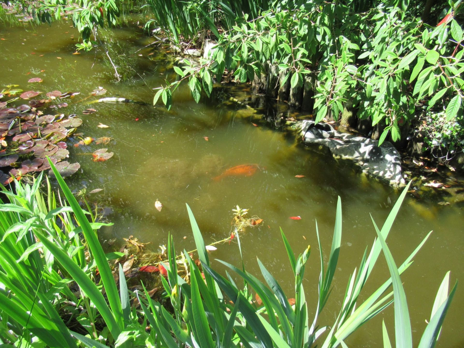 All Koi Carp of Varying Length and Colours to ornamental pond, Approx. 6 Fish, 12 Inch to 24 Inch in - Image 4 of 36