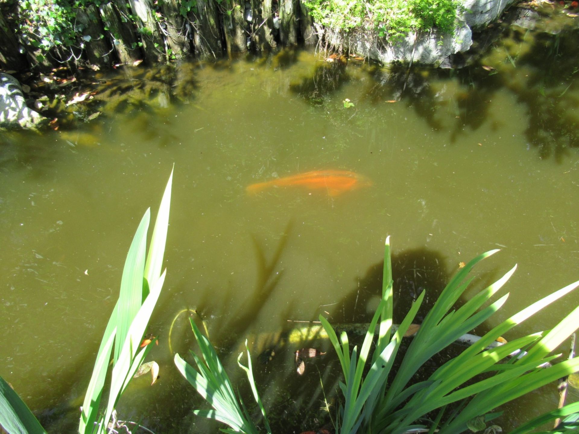 All Koi Carp of Varying Length and Colours to ornamental pond, Approx. 6 Fish, 12 Inch to 24 Inch in - Image 2 of 36