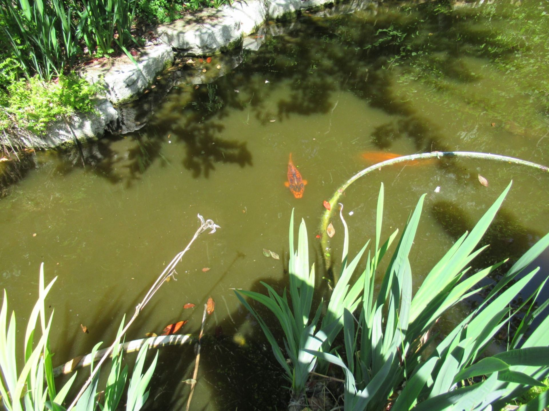 All Koi Carp of Varying Length and Colours to ornamental pond, Approx. 6 Fish, 12 Inch to 24 Inch in - Image 23 of 36