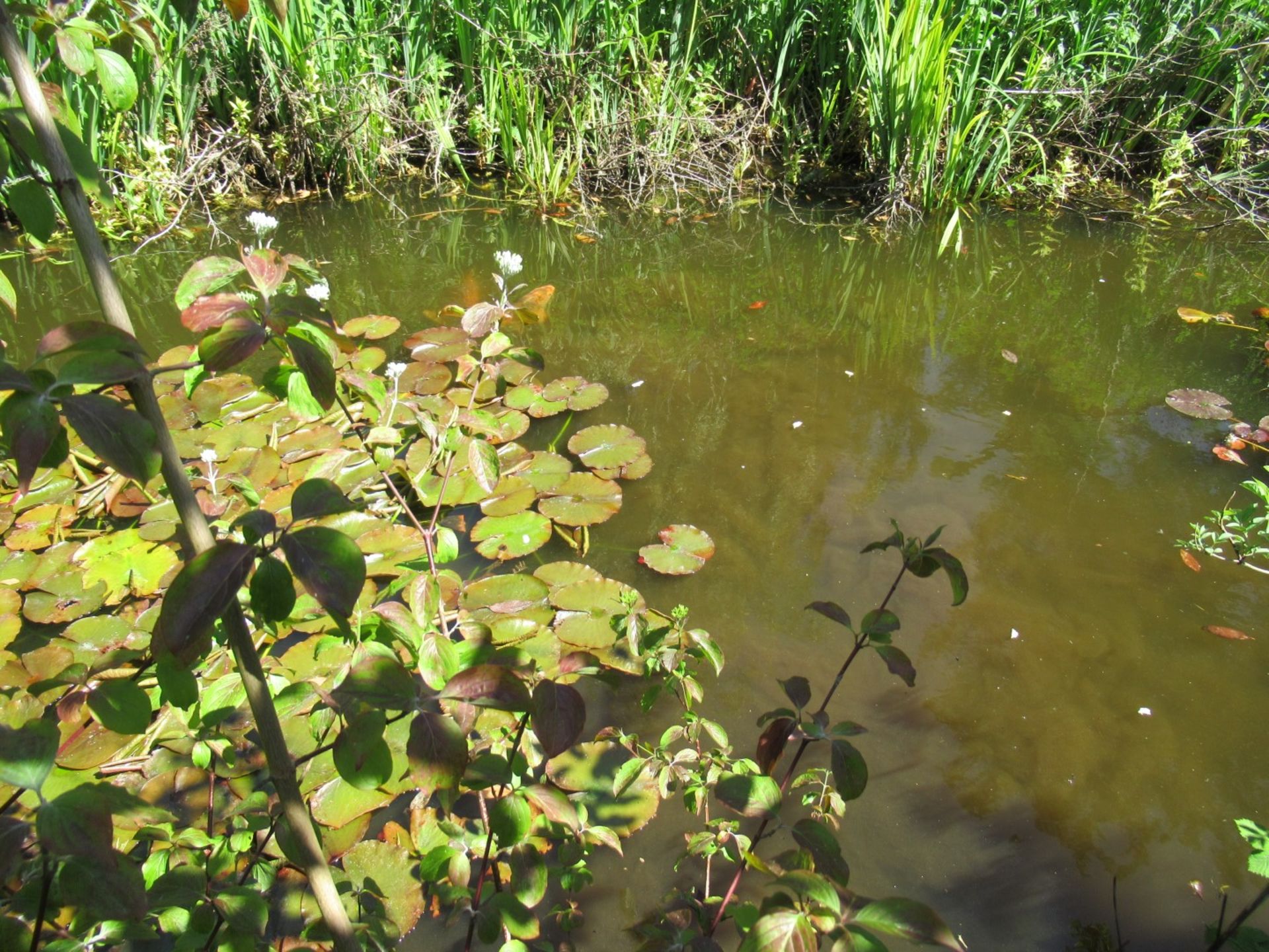 All Koi Carp of Varying Length and Colours to ornamental pond, Approx. 6 Fish, 12 Inch to 24 Inch in - Image 13 of 36