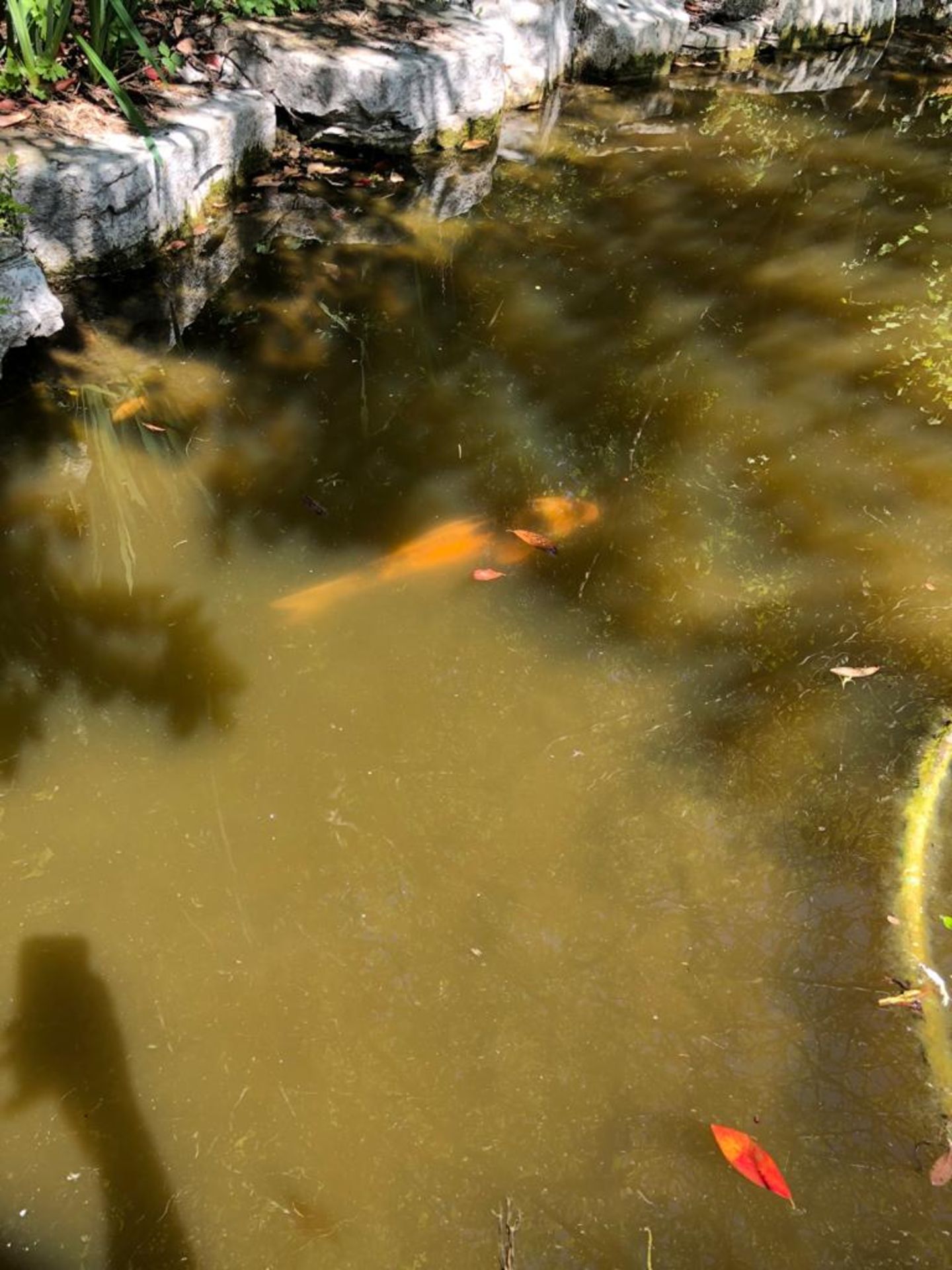 All Koi Carp of Varying Length and Colours to ornamental pond, Approx. 6 Fish, 12 Inch to 24 Inch in - Image 35 of 36