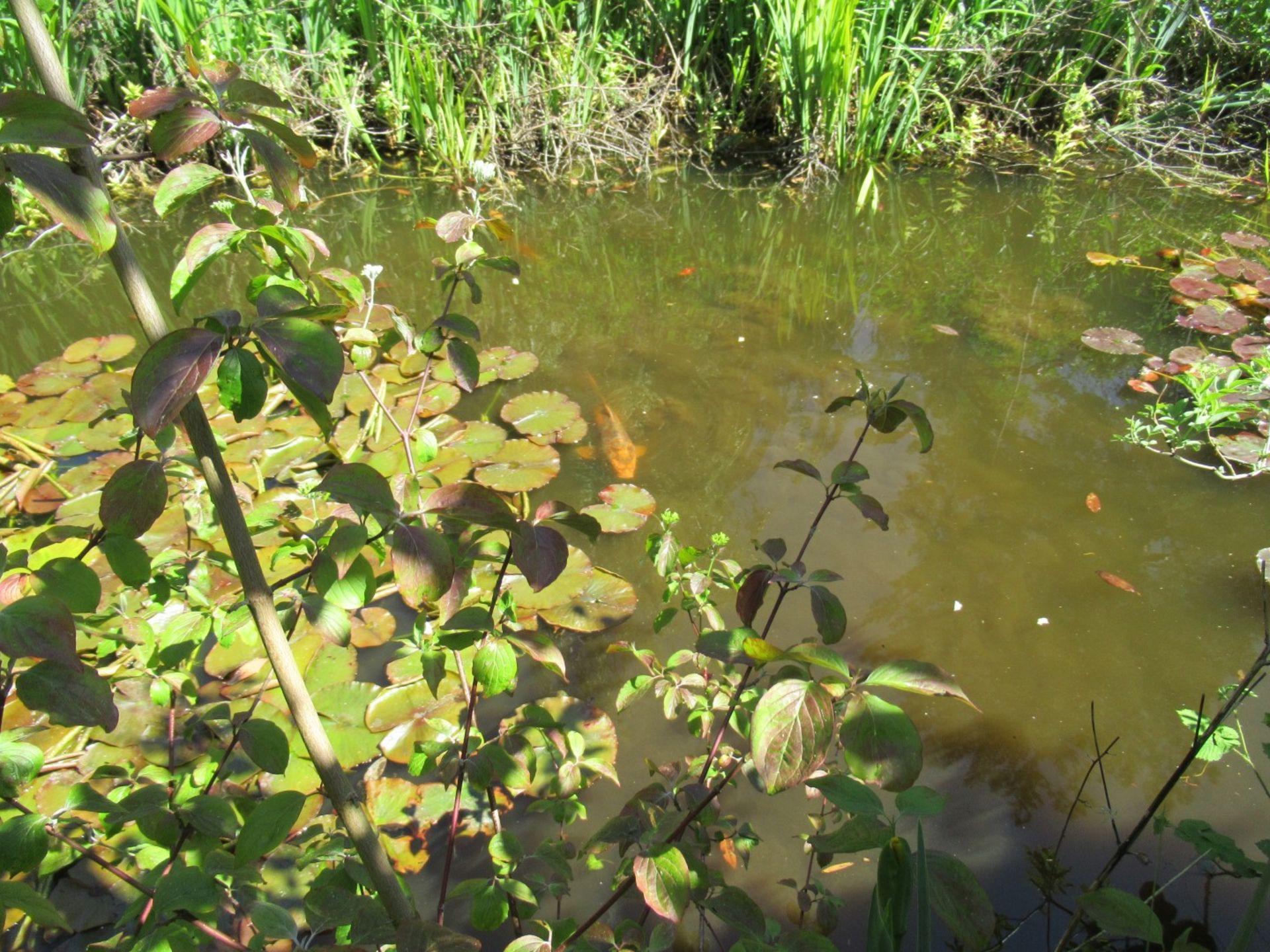 All Koi Carp of Varying Length and Colours to ornamental pond, Approx. 6 Fish, 12 Inch to 24 Inch in - Image 16 of 36