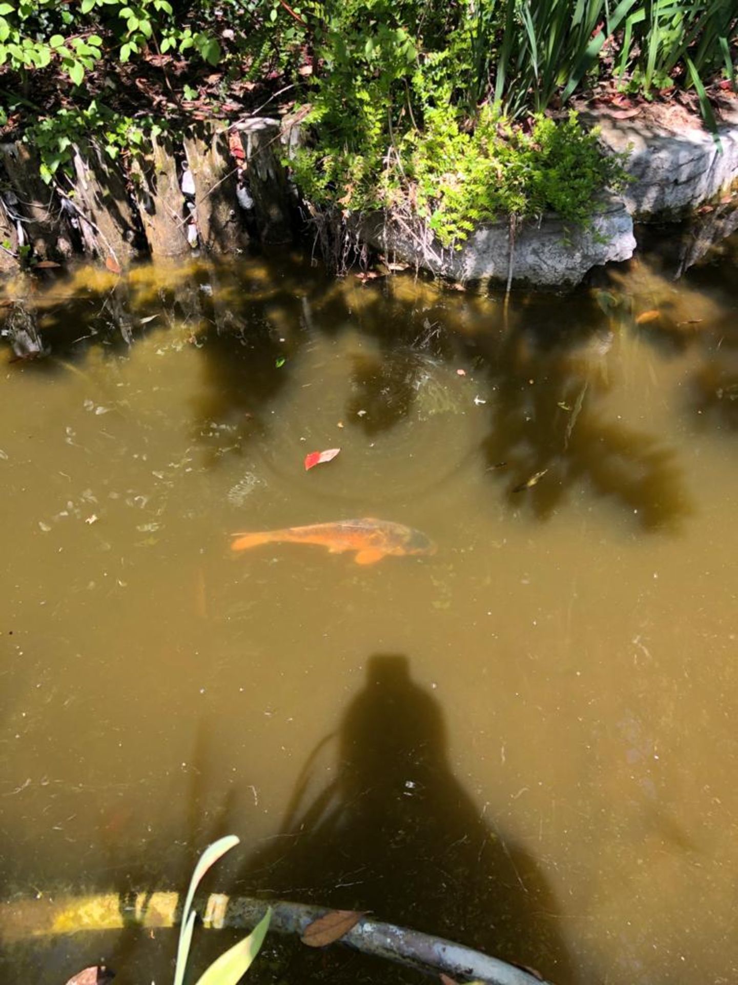 All Koi Carp of Varying Length and Colours to ornamental pond, Approx. 6 Fish, 12 Inch to 24 Inch in - Image 30 of 36