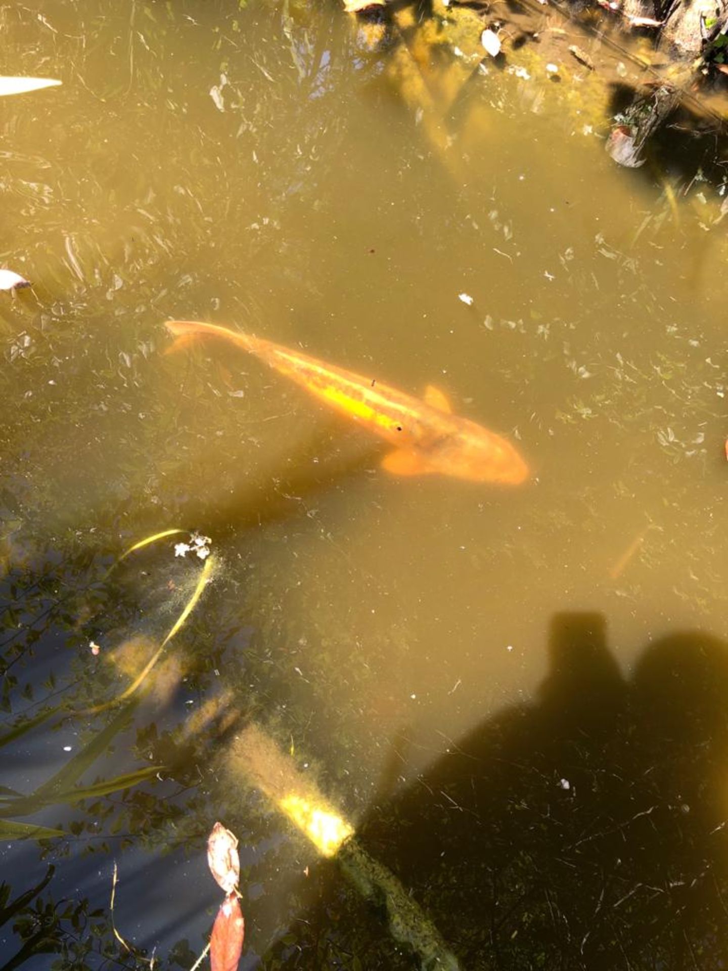 All Koi Carp of Varying Length and Colours to ornamental pond, Approx. 6 Fish, 12 Inch to 24 Inch in - Image 33 of 36