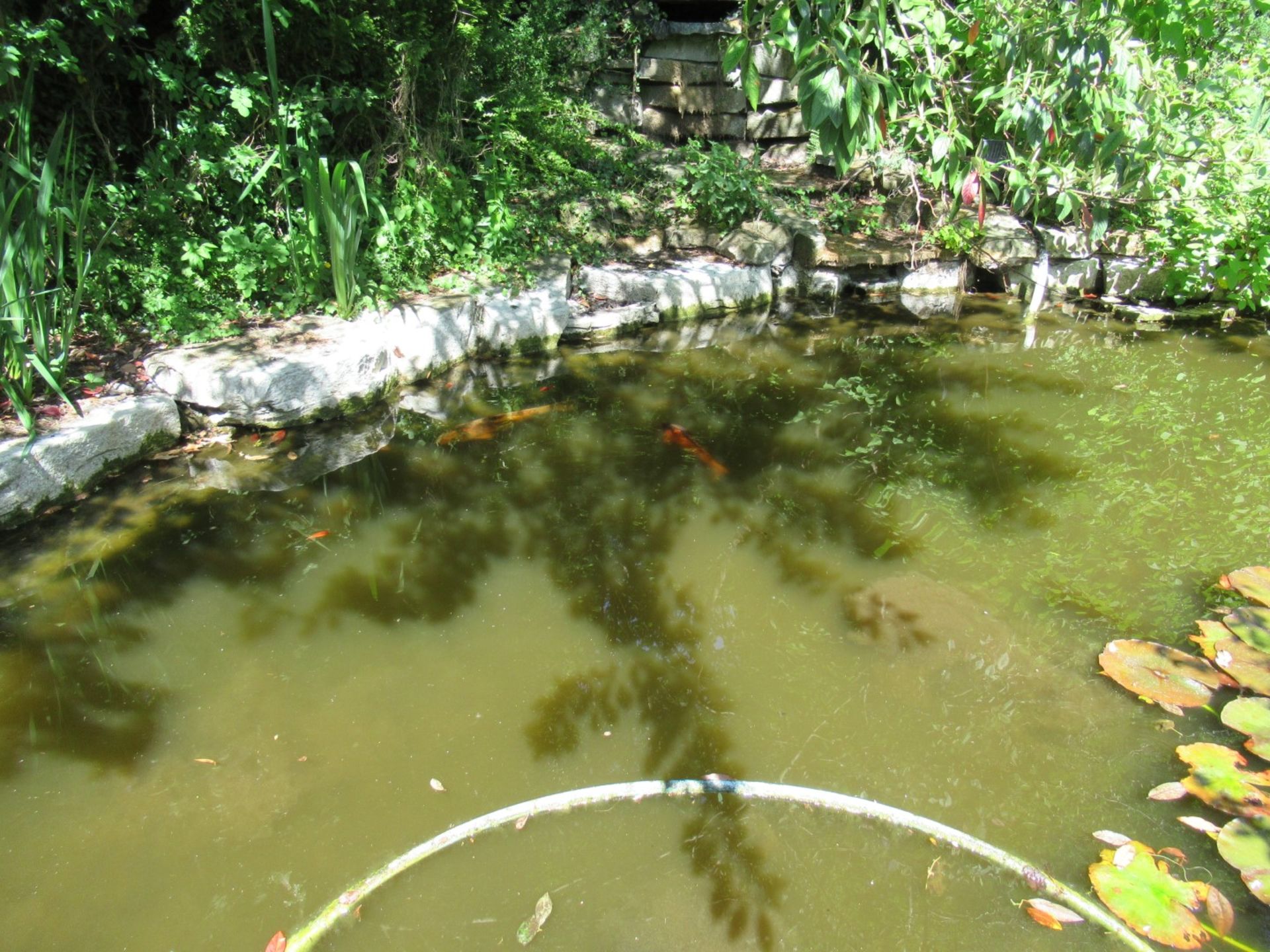 All Koi Carp of Varying Length and Colours to ornamental pond, Approx. 6 Fish, 12 Inch to 24 Inch in - Image 6 of 36