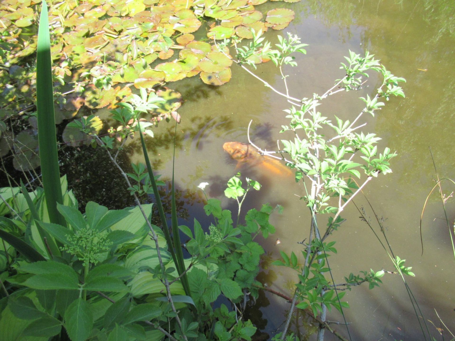 All Koi Carp of Varying Length and Colours to ornamental pond, Approx. 6 Fish, 12 Inch to 24 Inch in - Image 11 of 36