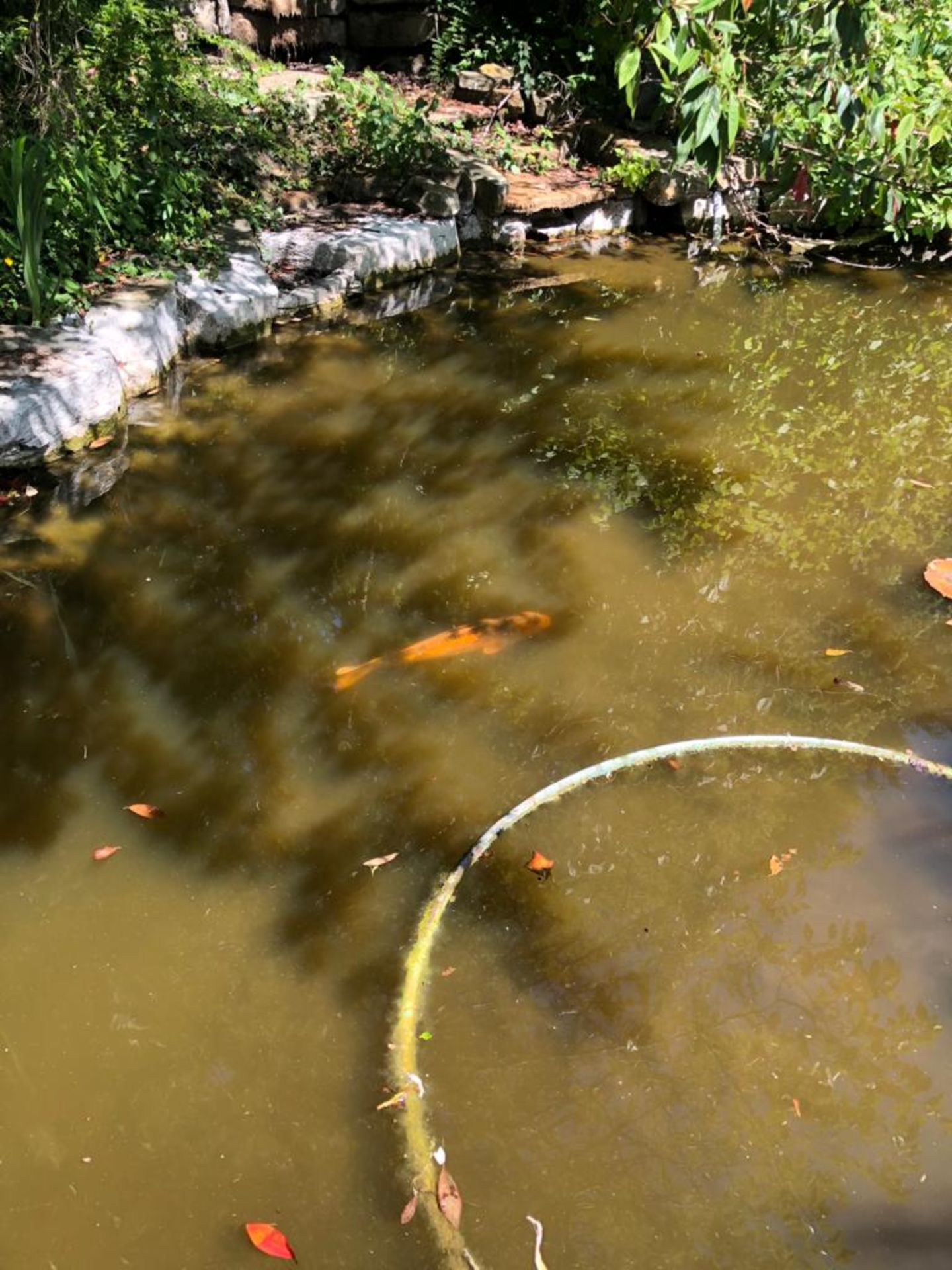 All Koi Carp of Varying Length and Colours to ornamental pond, Approx. 6 Fish, 12 Inch to 24 Inch in - Image 34 of 36