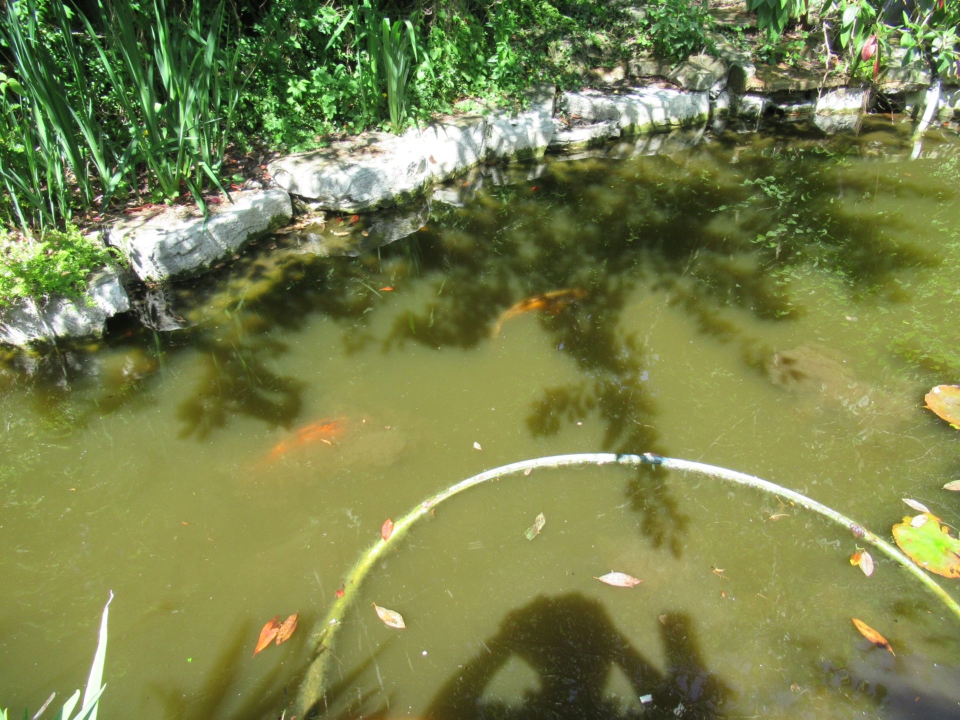 All Koi Carp of Varying Length and Colours to ornamental pond, Approx. 6 Fish, 12 Inch to 24 Inch in - Image 5 of 36