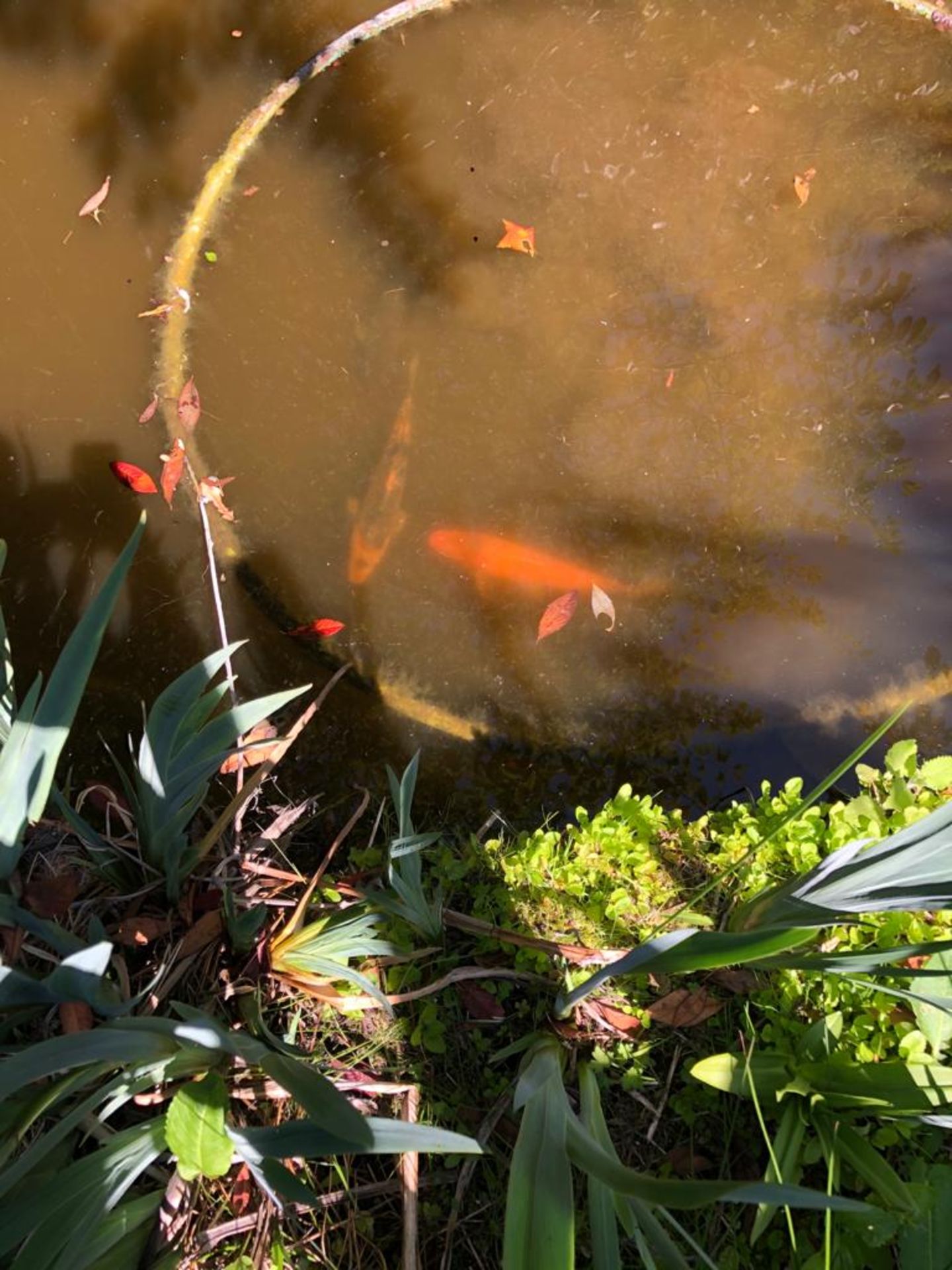 All Koi Carp of Varying Length and Colours to ornamental pond, Approx. 6 Fish, 12 Inch to 24 Inch in - Image 27 of 36