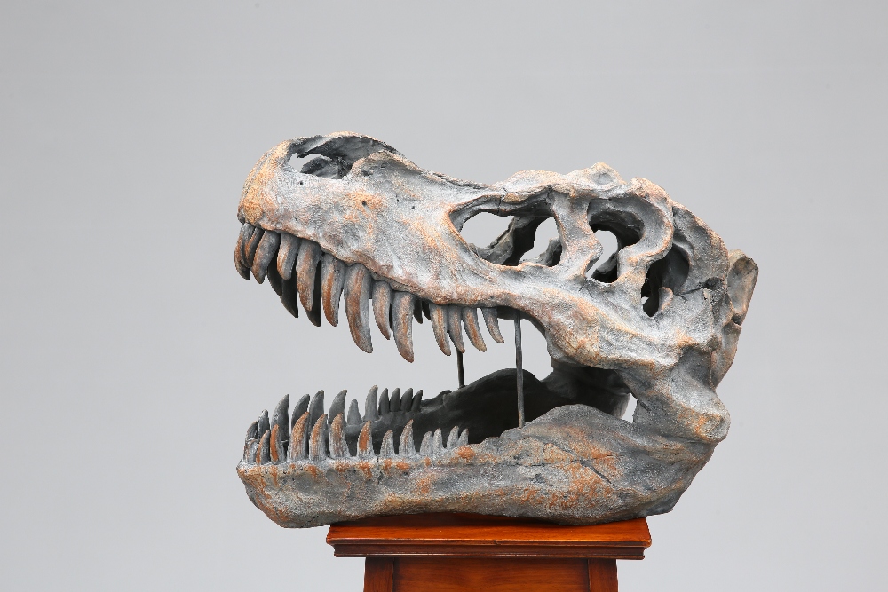 A LARGE MODEL OF A TYRANNOSAURUS DINOSAUR SKULL