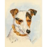 ARTHUR COOKE, STUDY OF A JACK RUSSELL