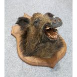 TAXIDERMY: EUROPEAN WILD BOAR